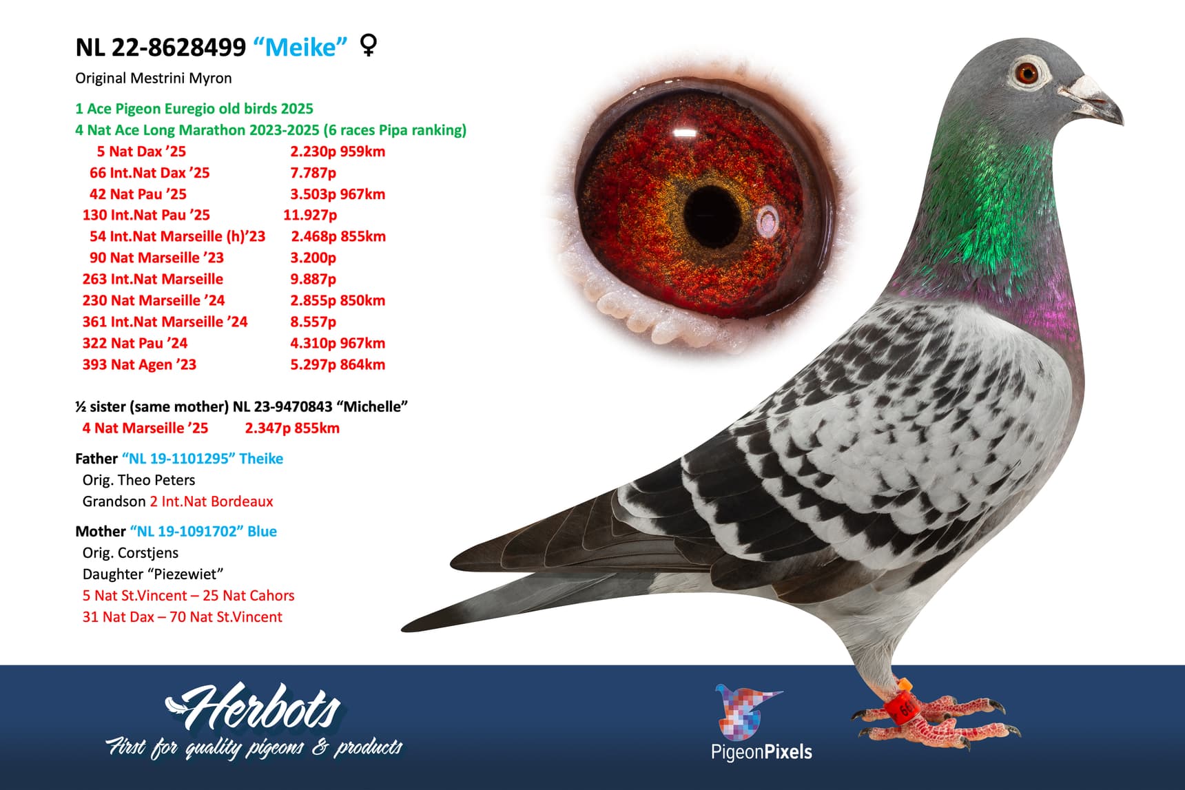 pigeon: undefined