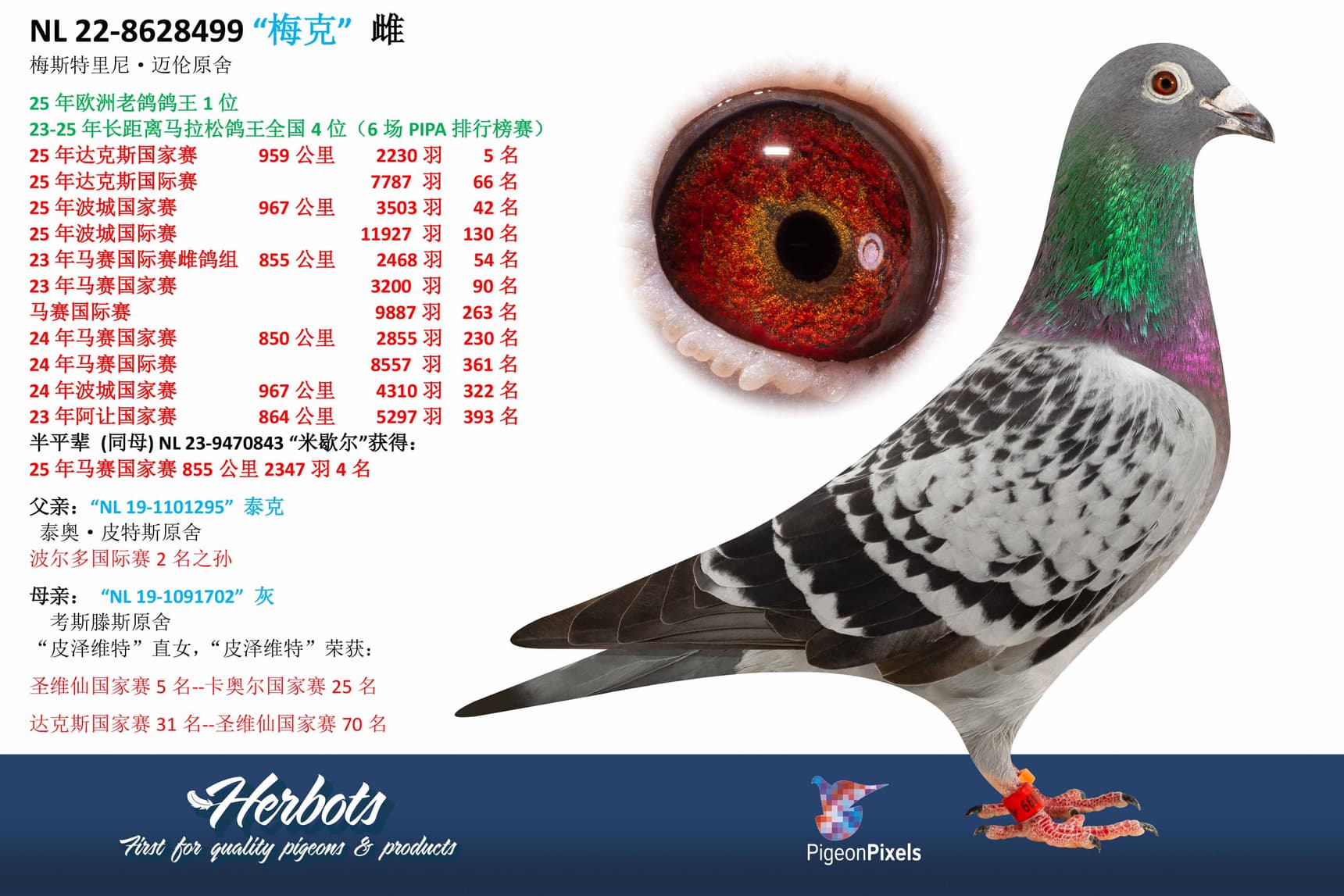 pigeon: undefined