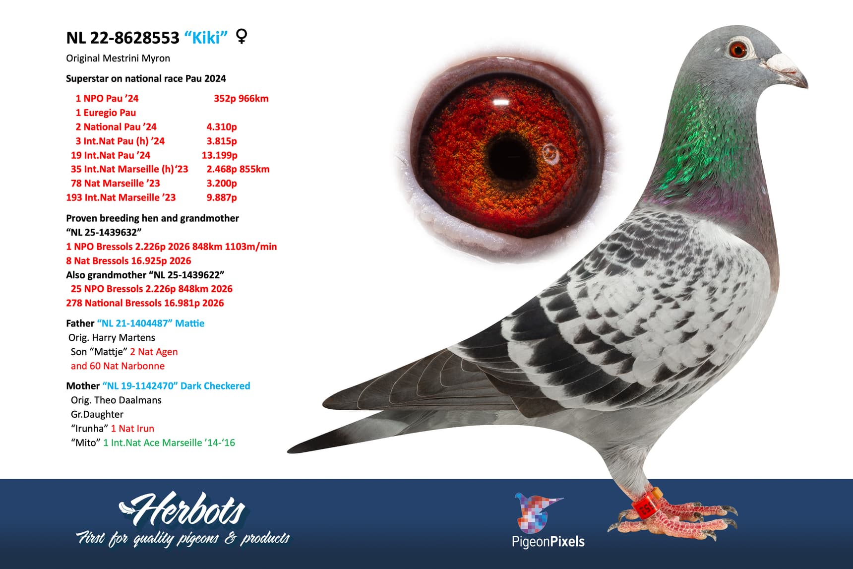 pigeon: undefined