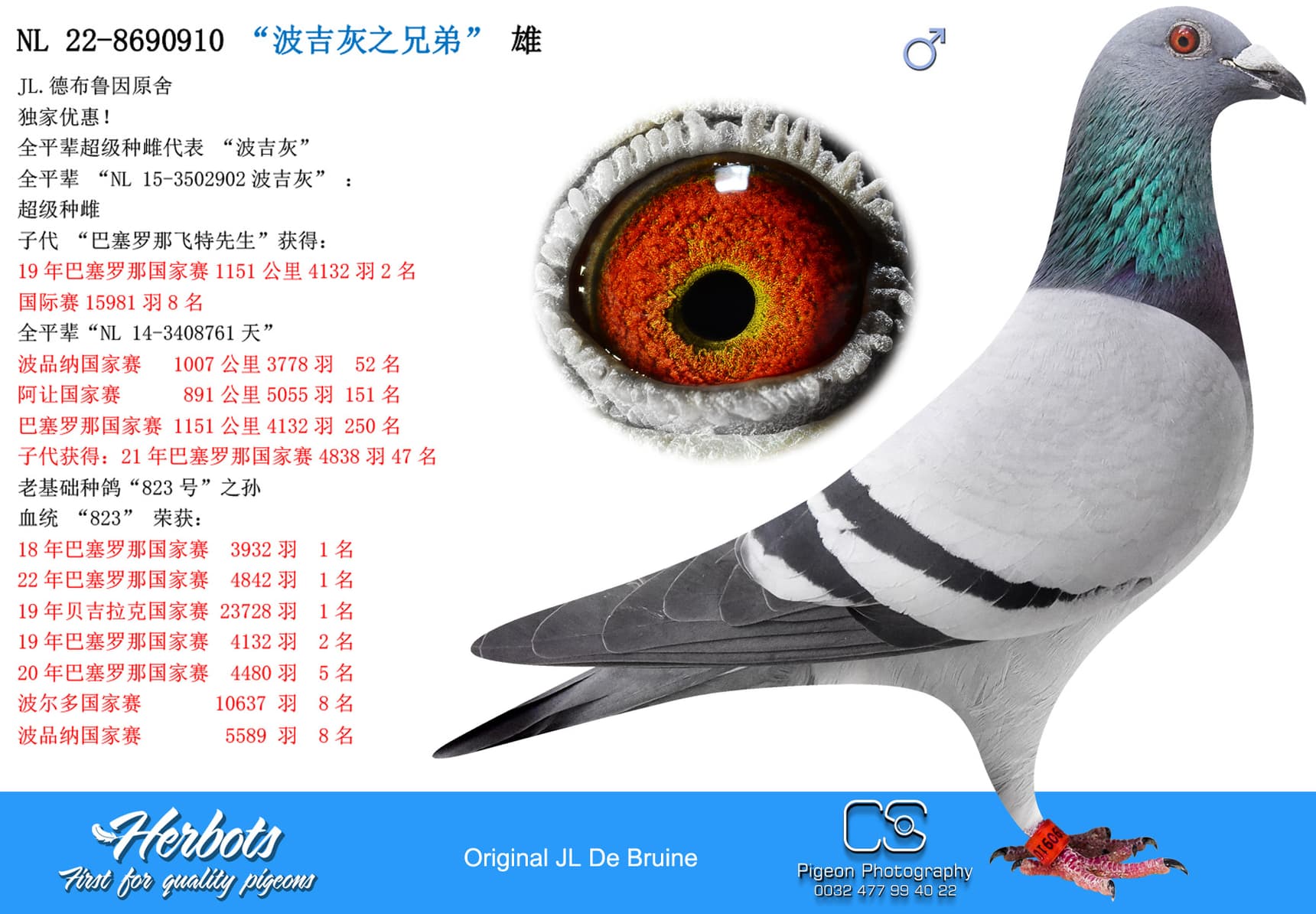 pigeon: undefined