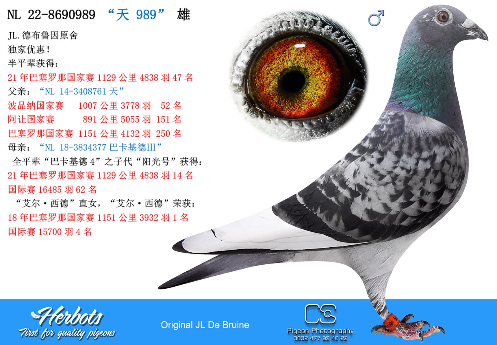 pigeon: undefined