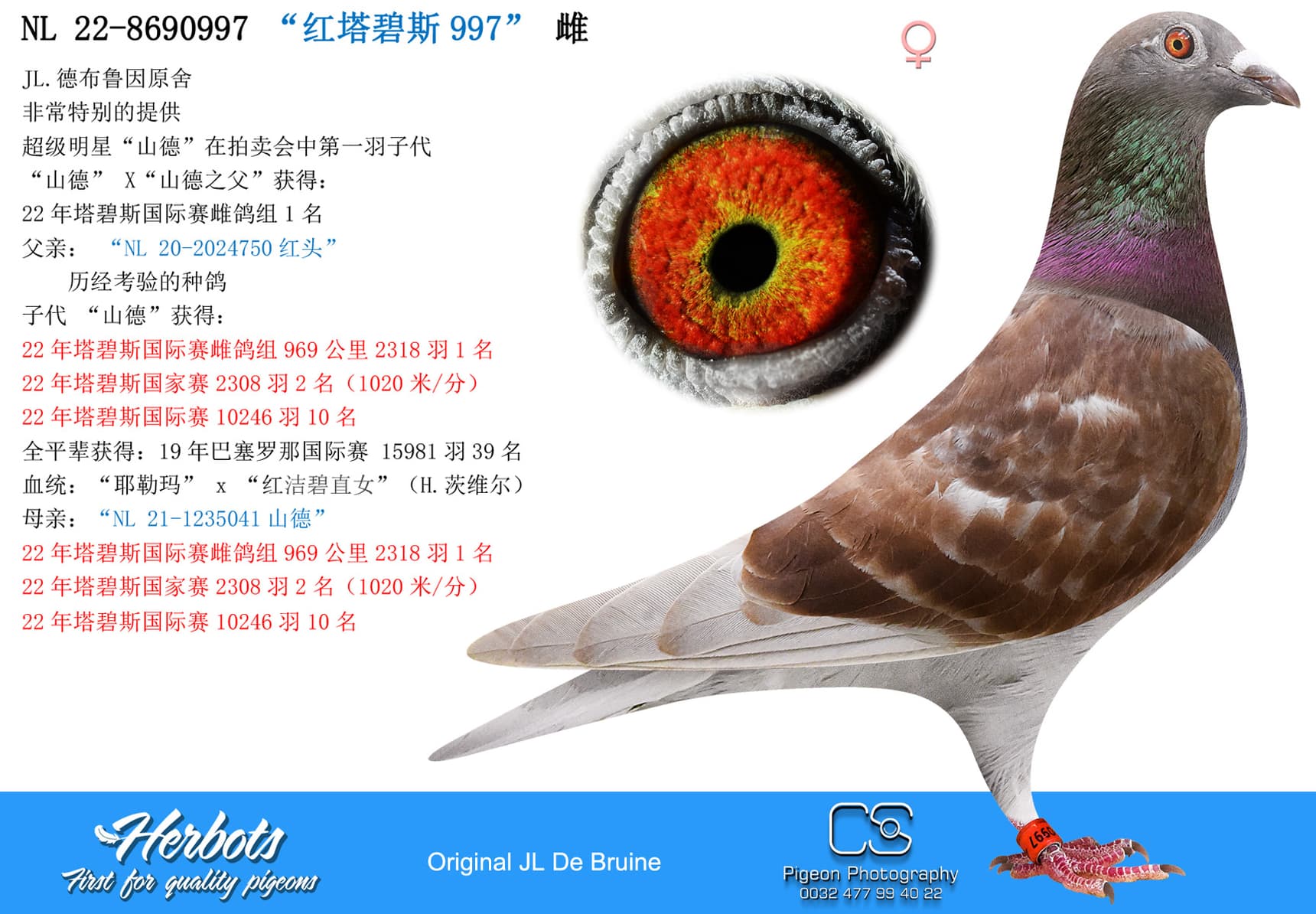 pigeon: undefined