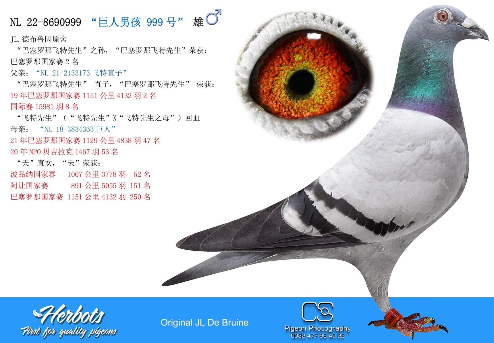 pigeon: undefined