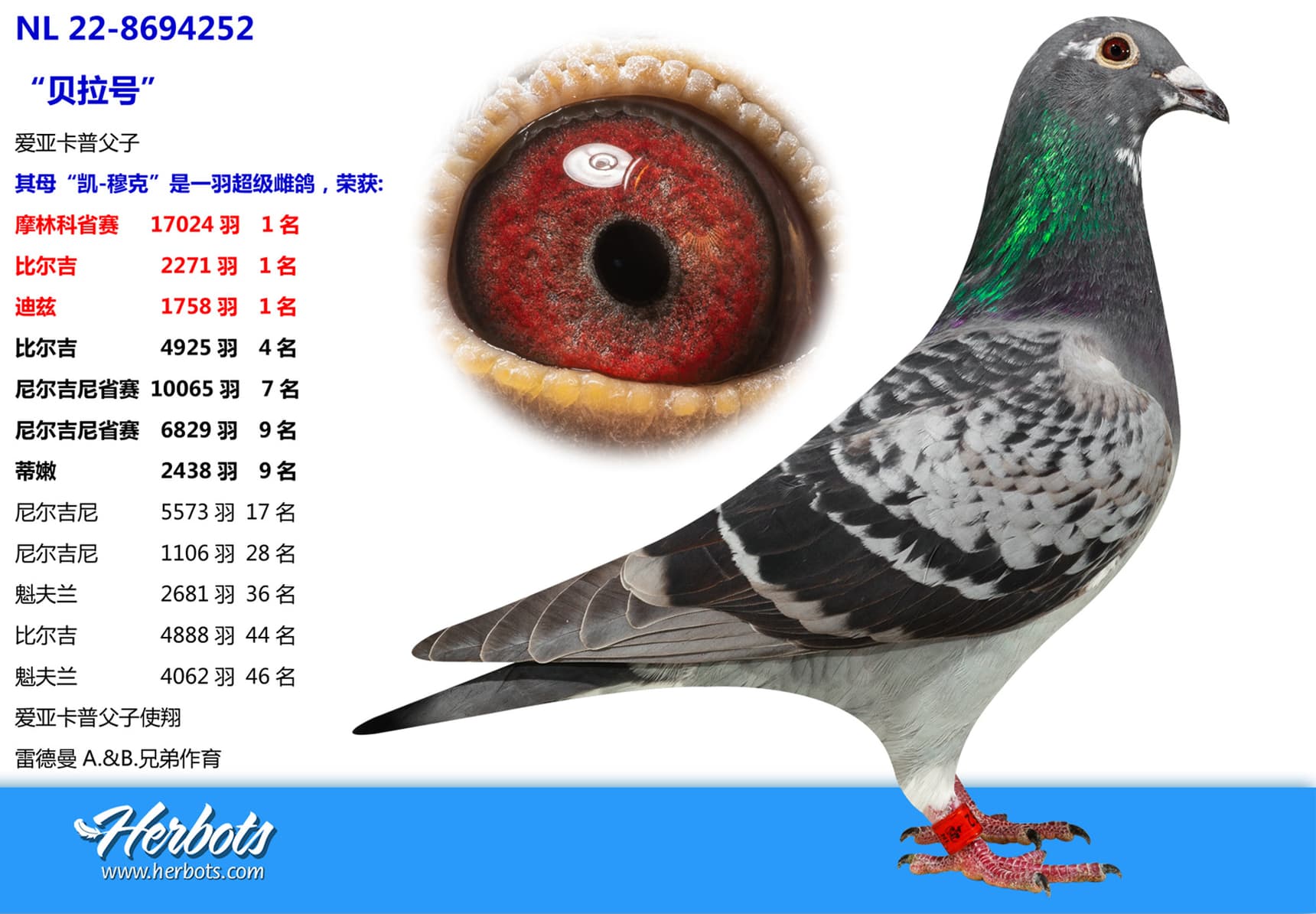 pigeon: undefined