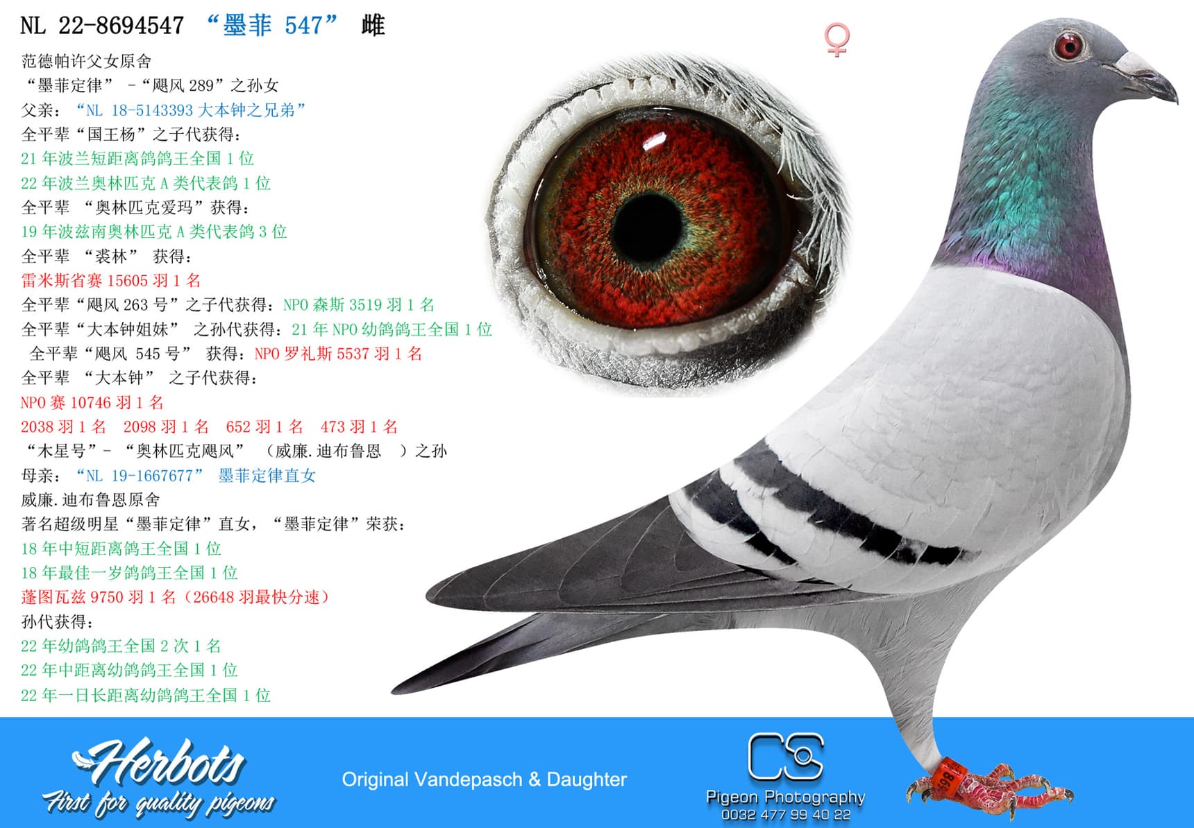 pigeon: undefined
