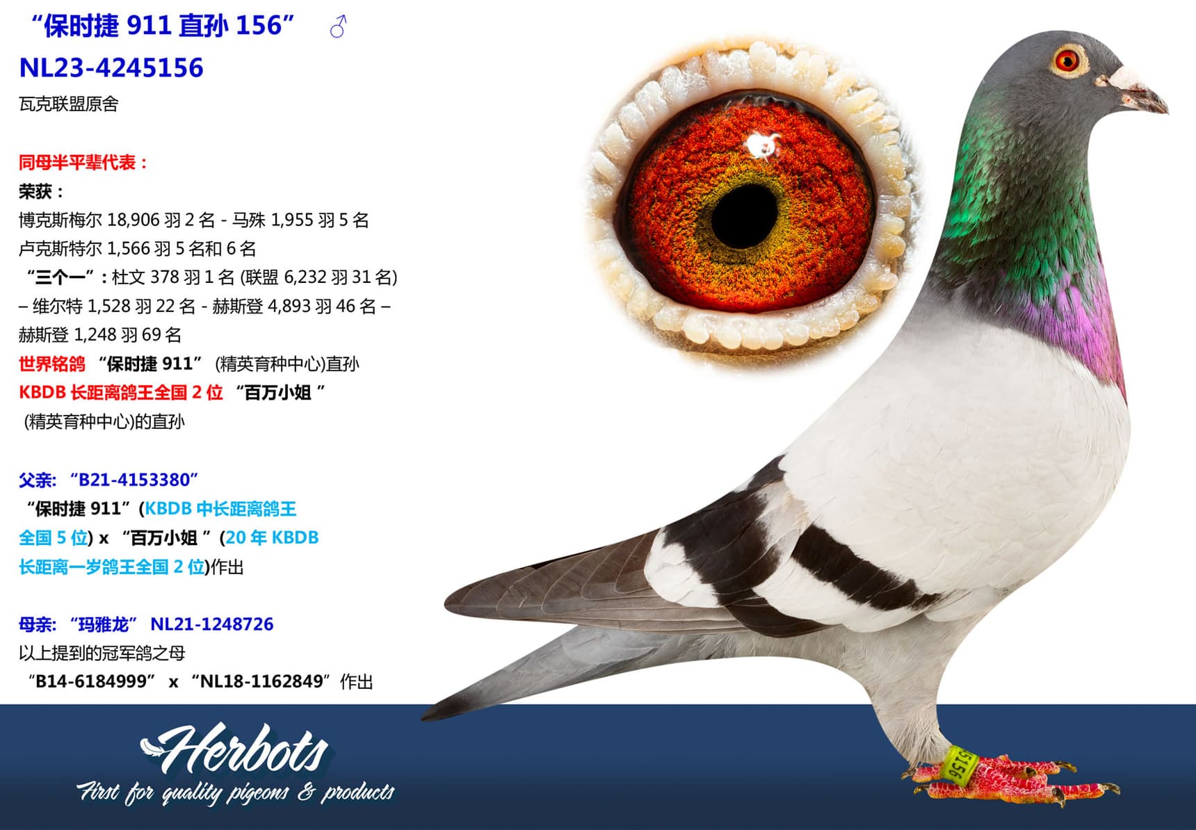 pigeon: undefined