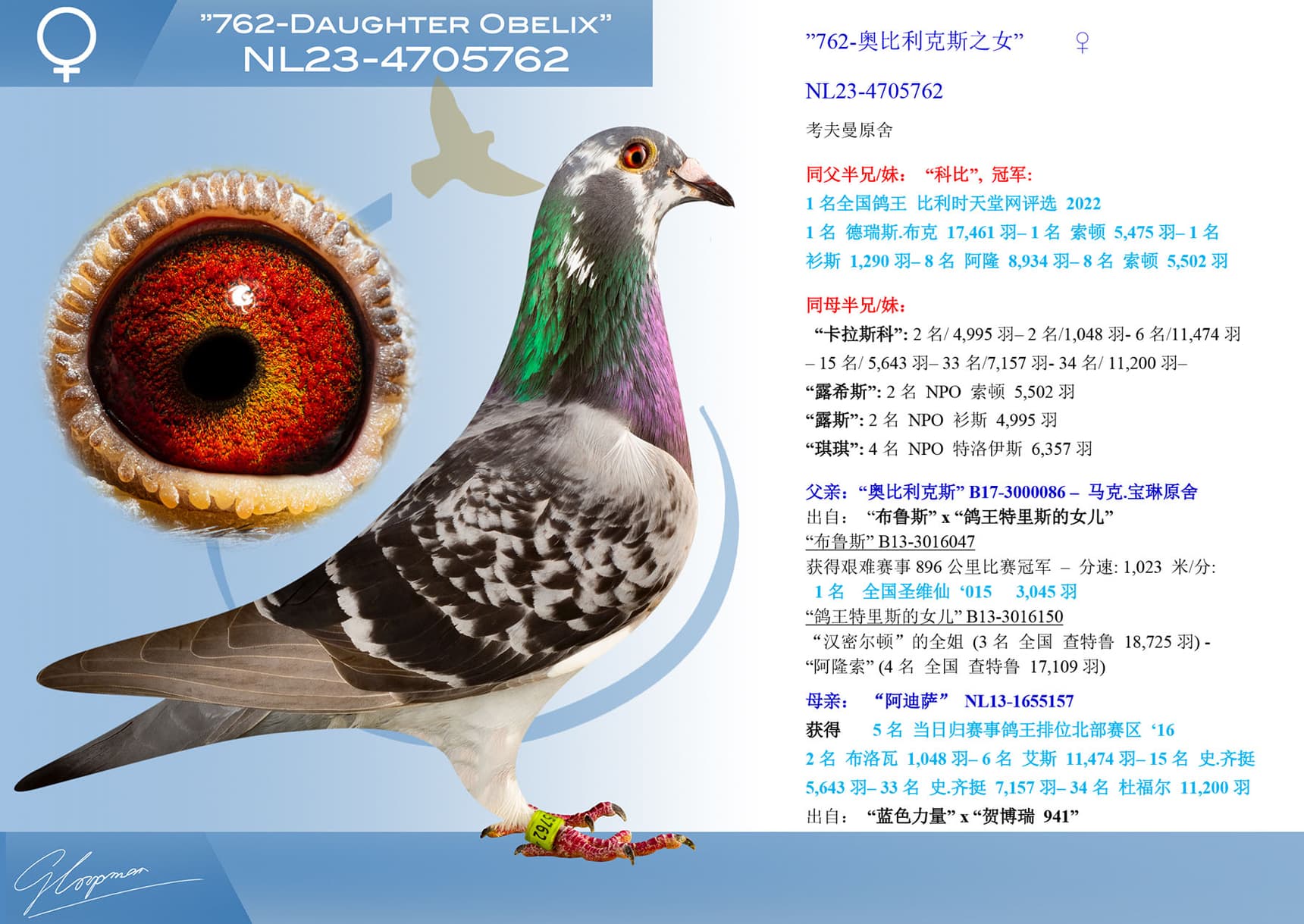 pigeon: undefined
