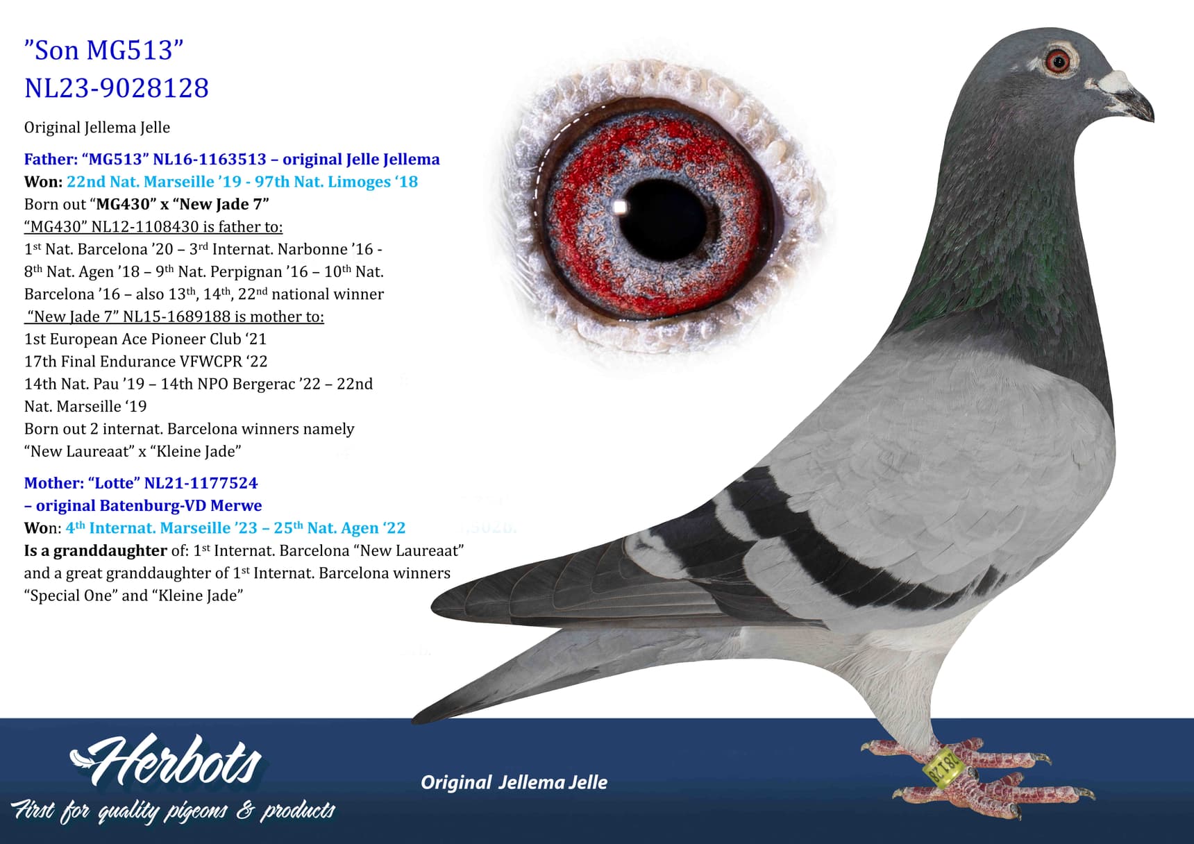 pigeon: undefined
