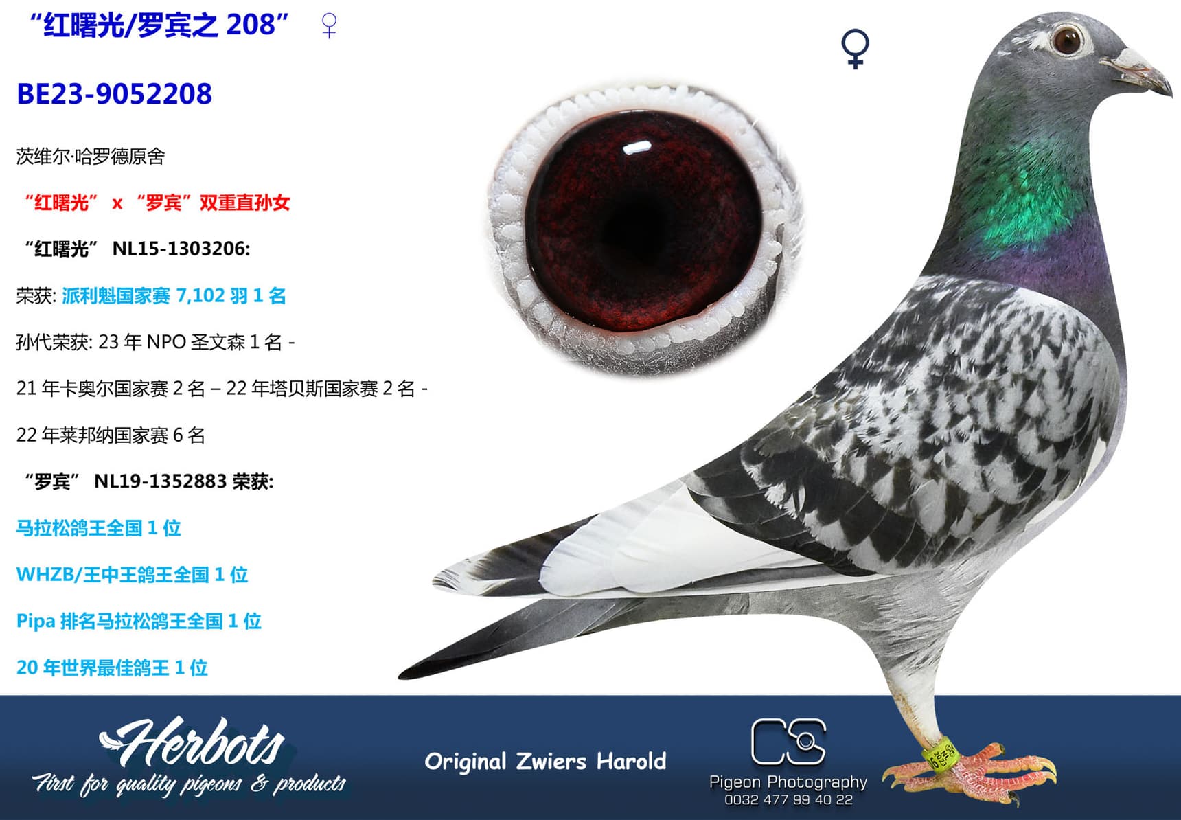 pigeon: undefined