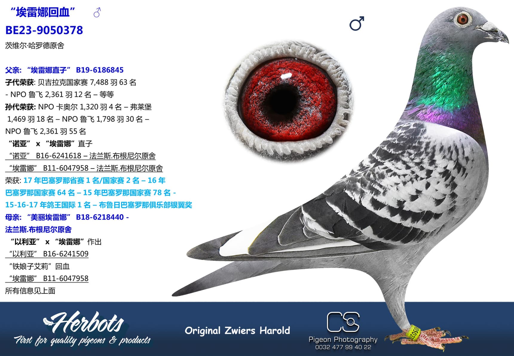 pigeon: undefined