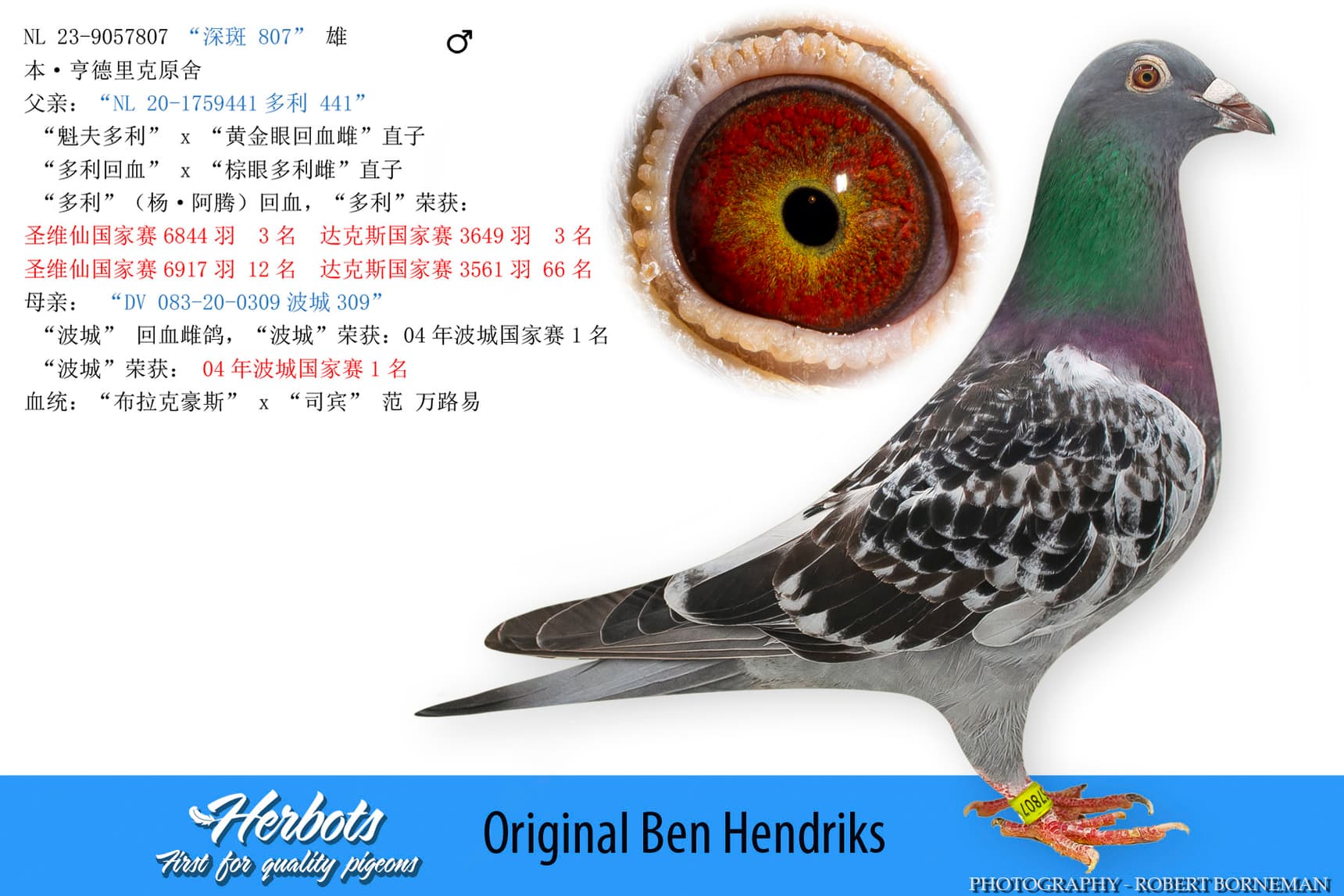 pigeon: undefined