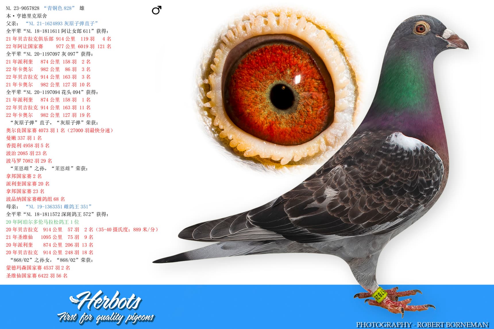 pigeon: undefined