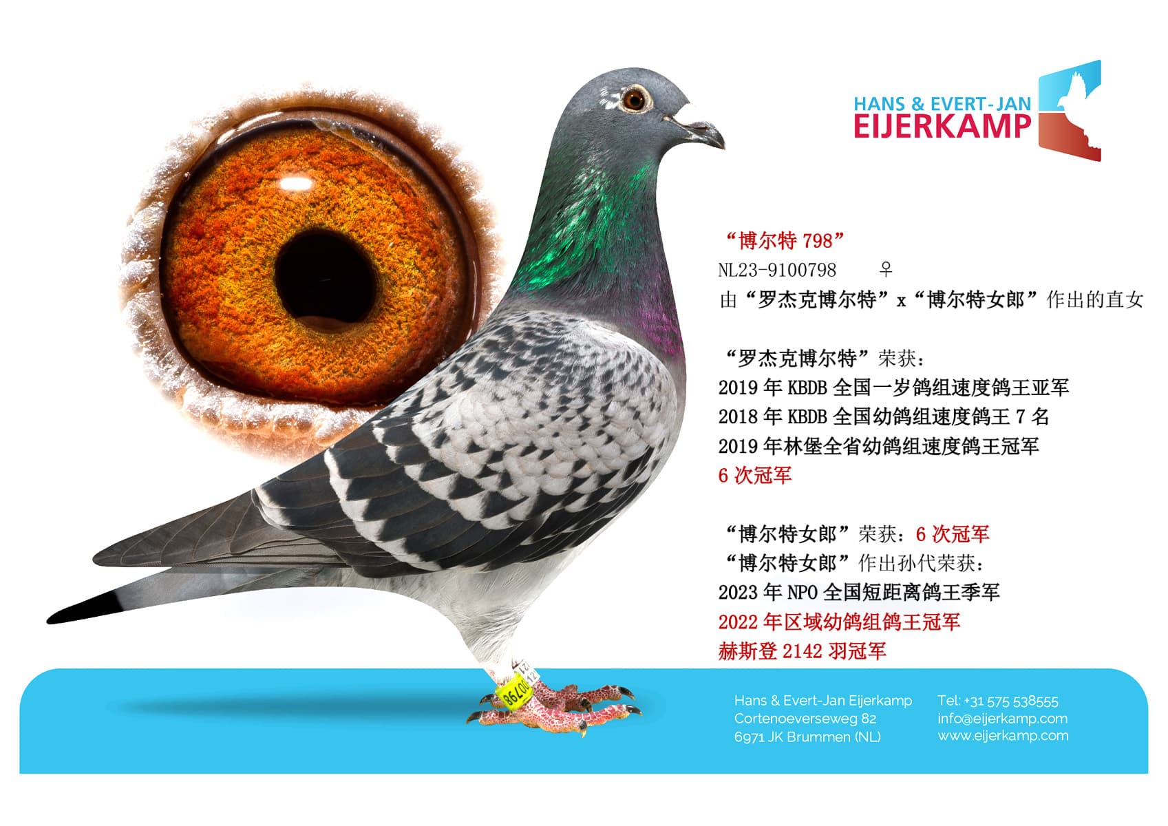 pigeon: “博尔特798”