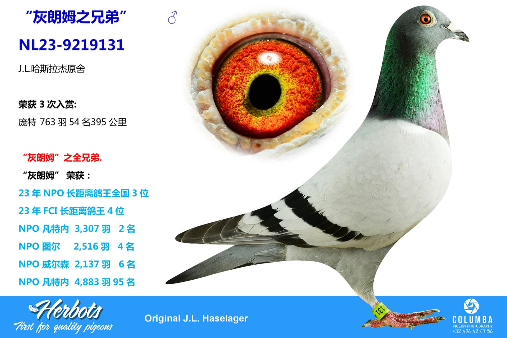 pigeon: undefined