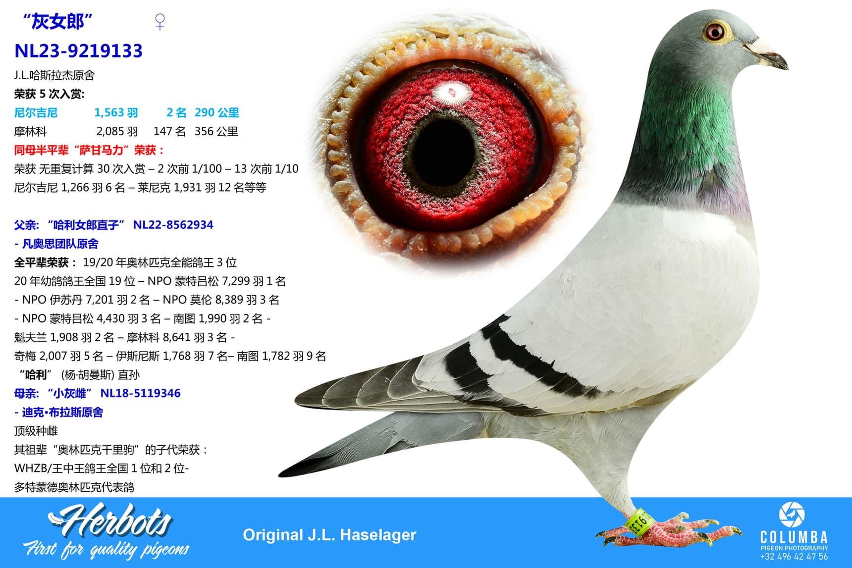 pigeon: undefined