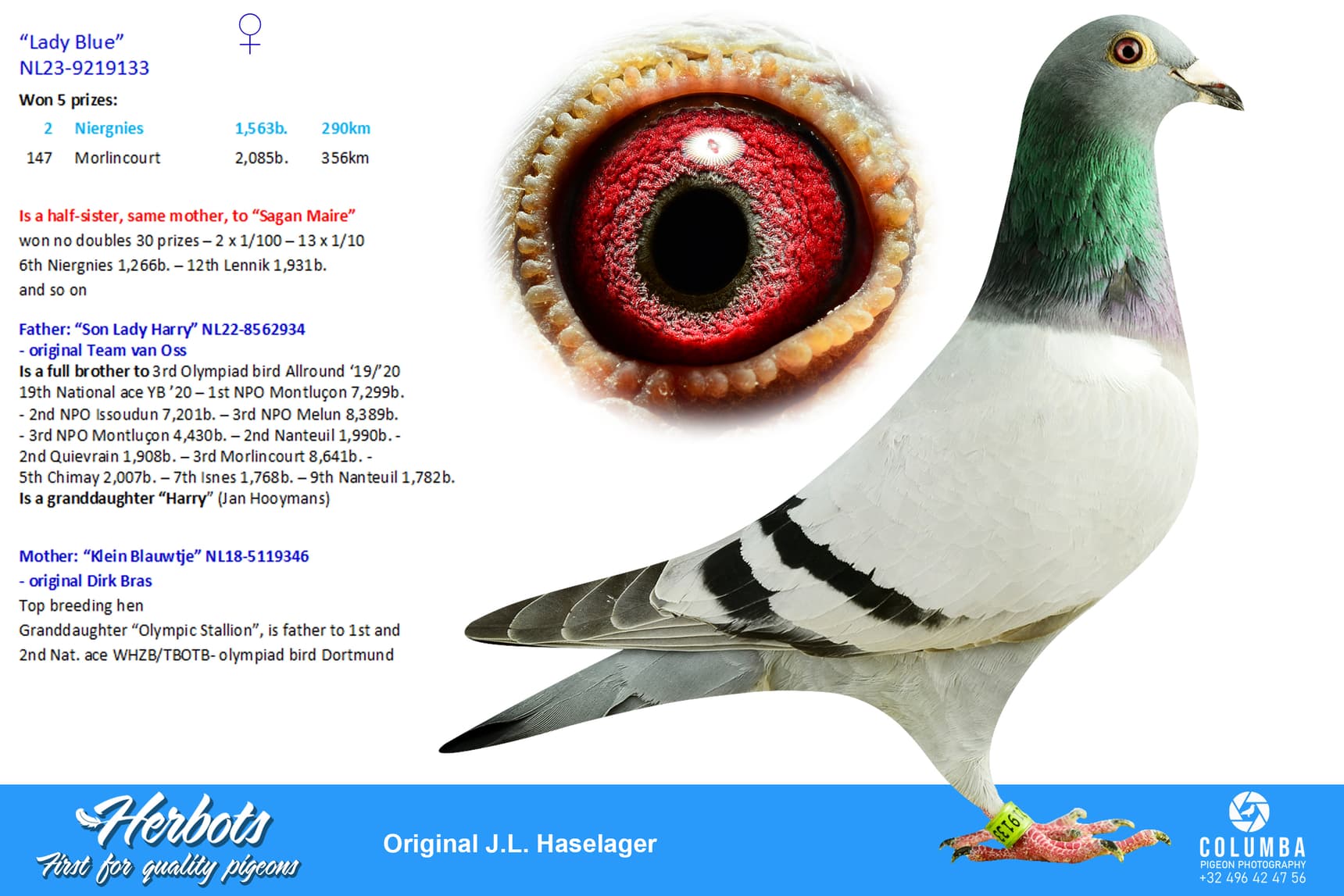 pigeon: undefined