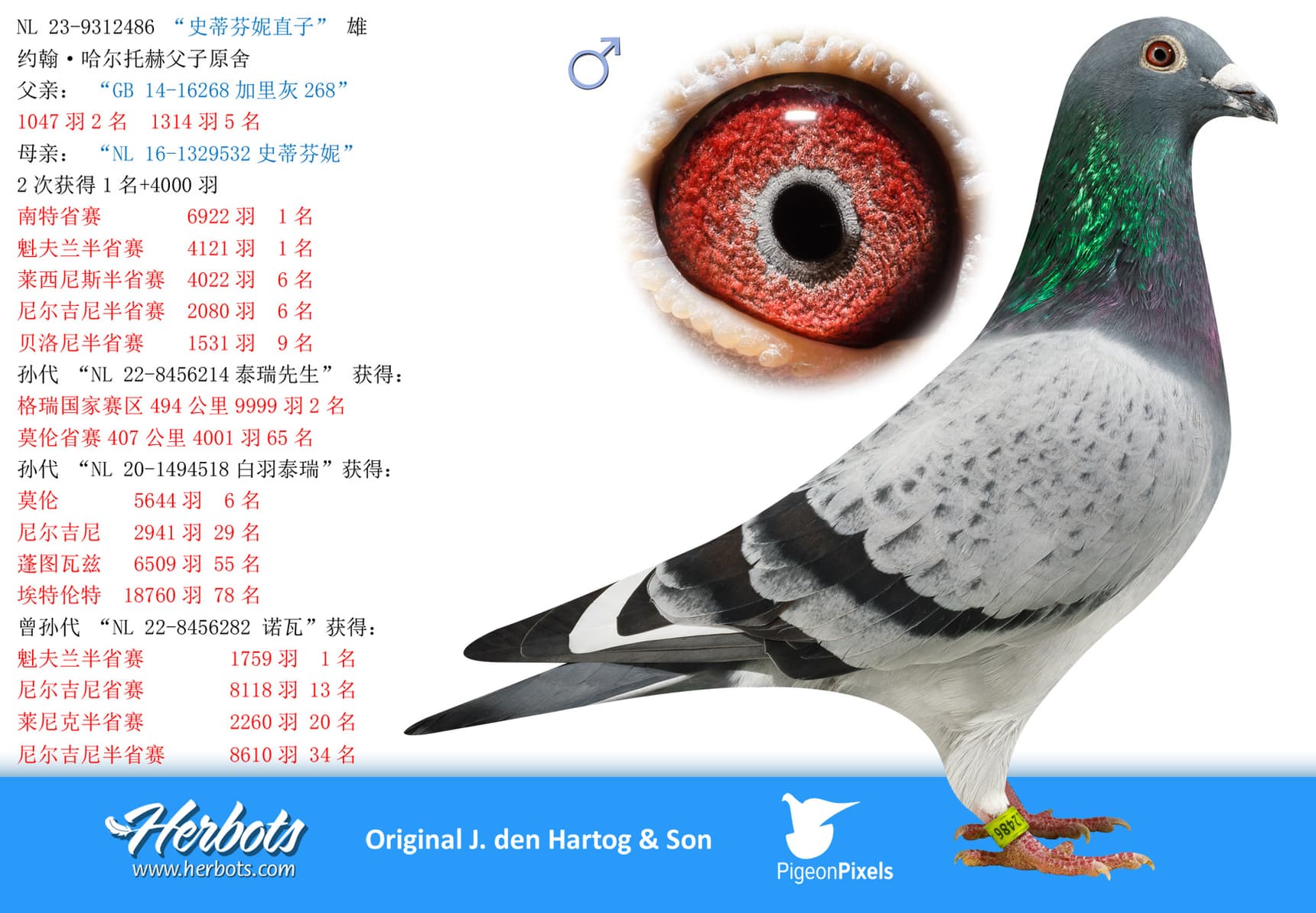pigeon: undefined