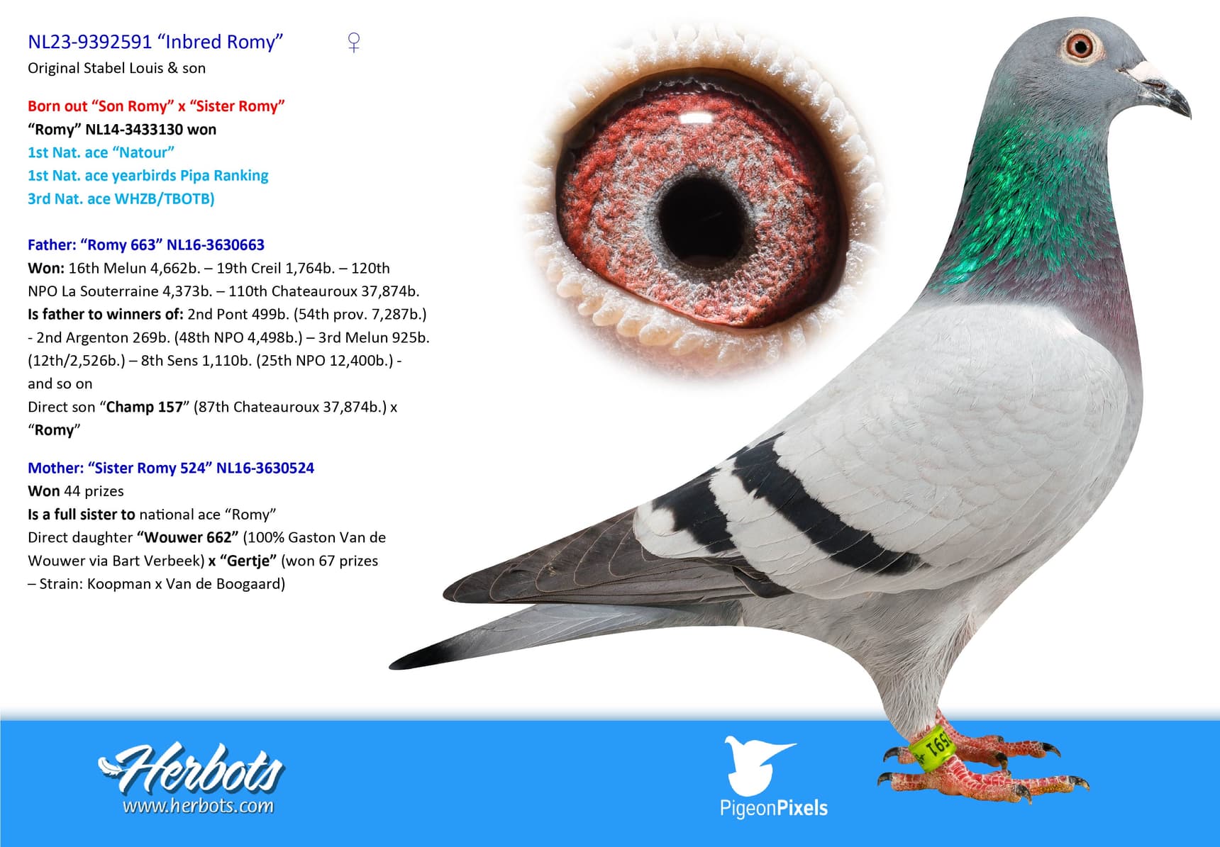 pigeon: undefined