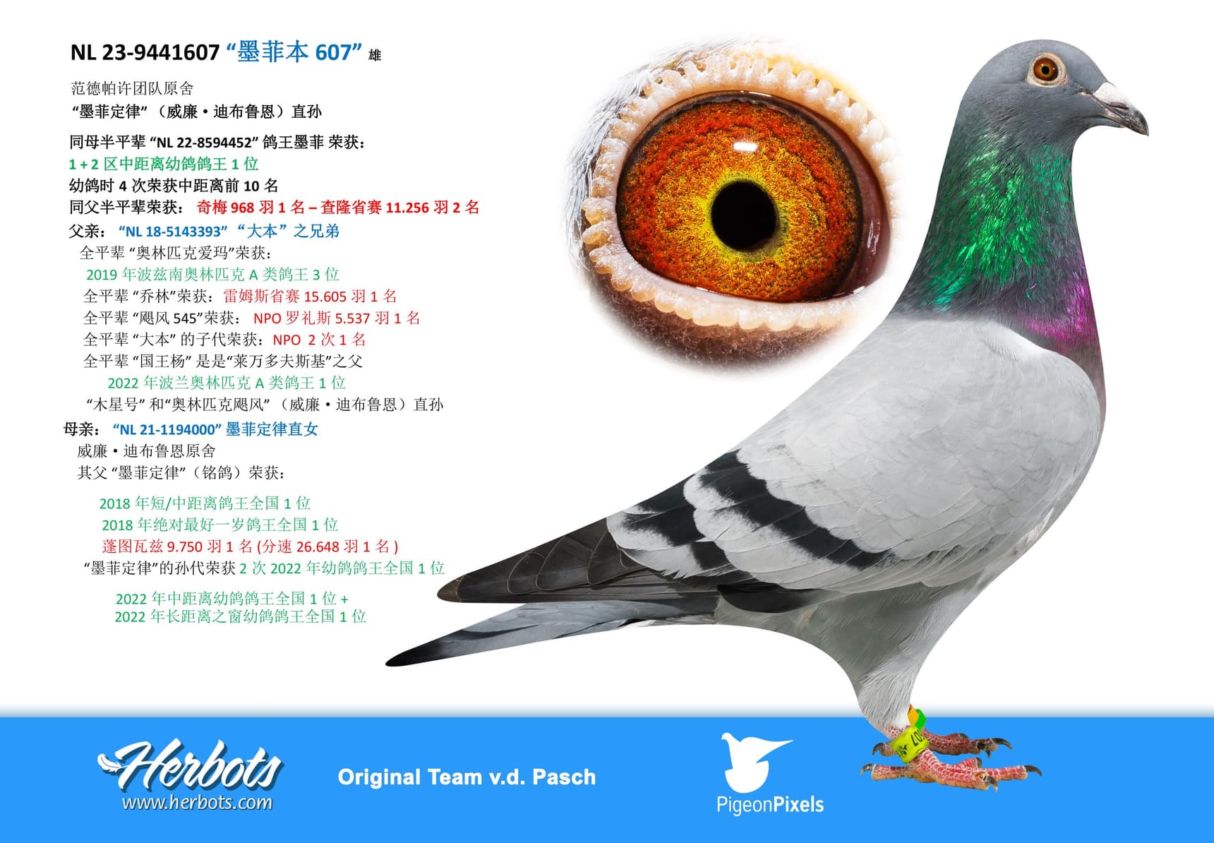 pigeon: undefined