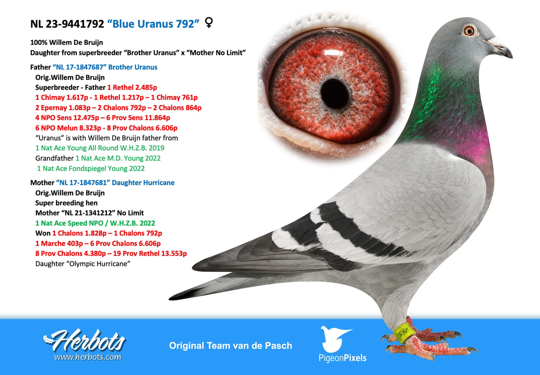 pigeon: undefined