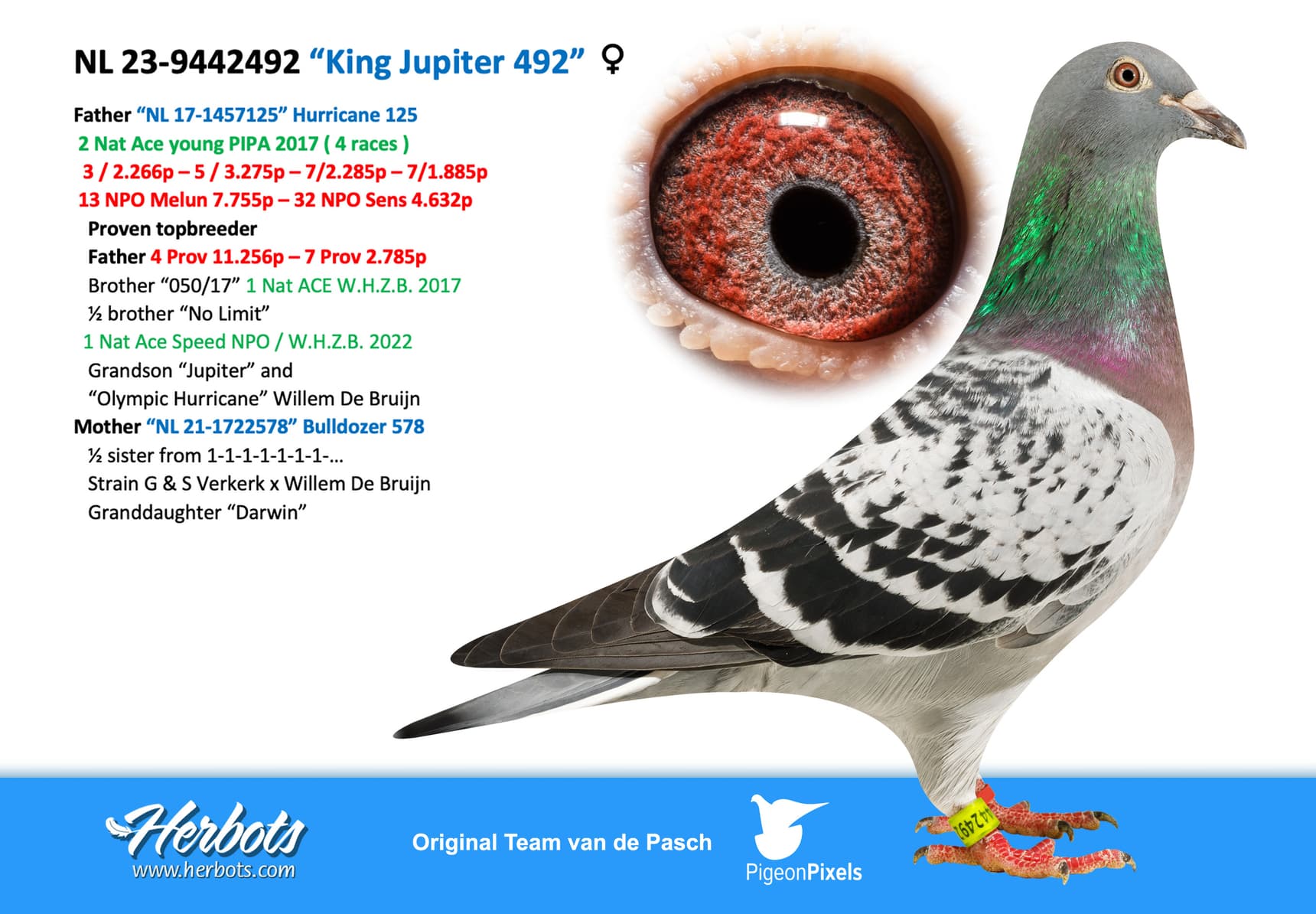 pigeon: undefined