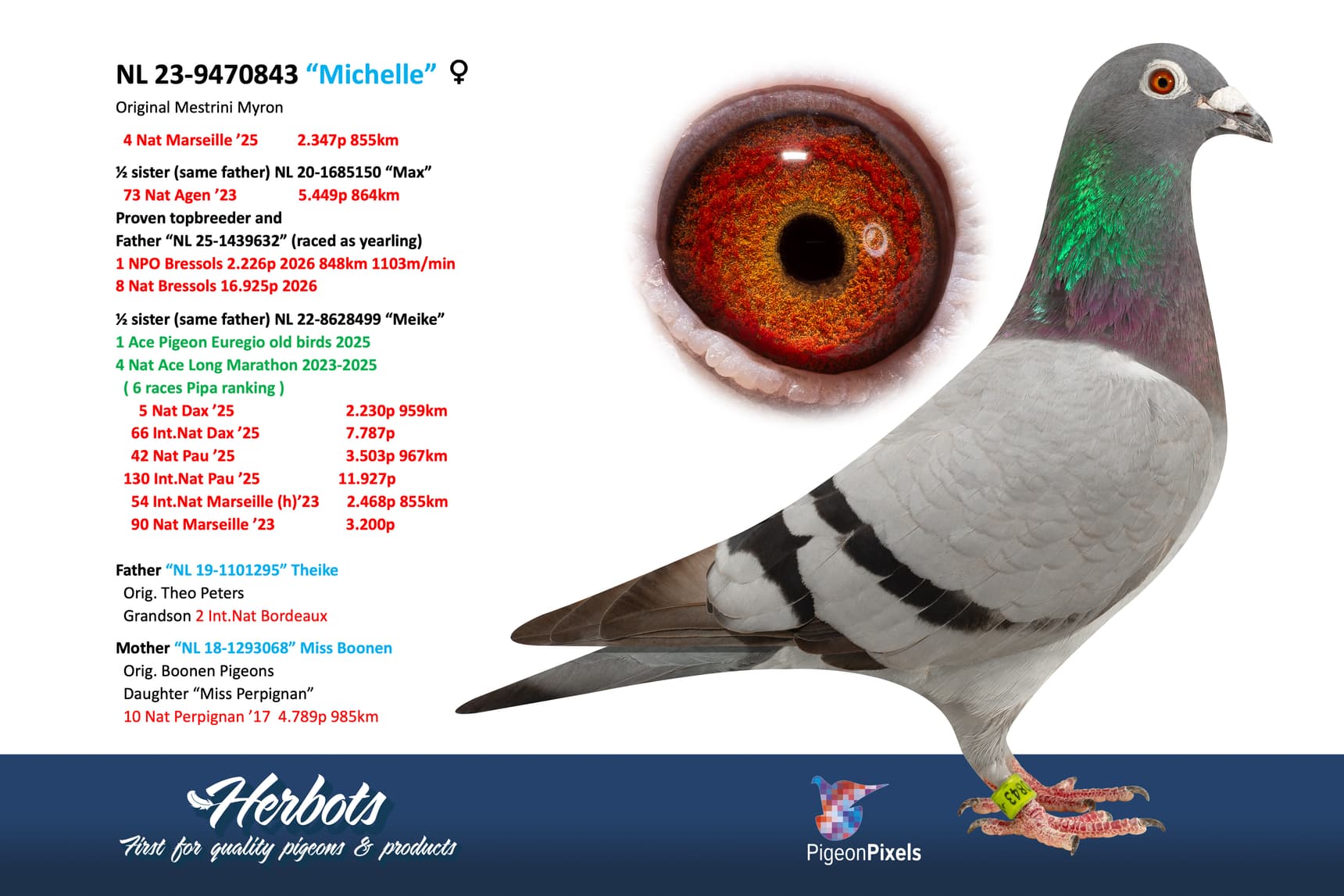 pigeon: undefined