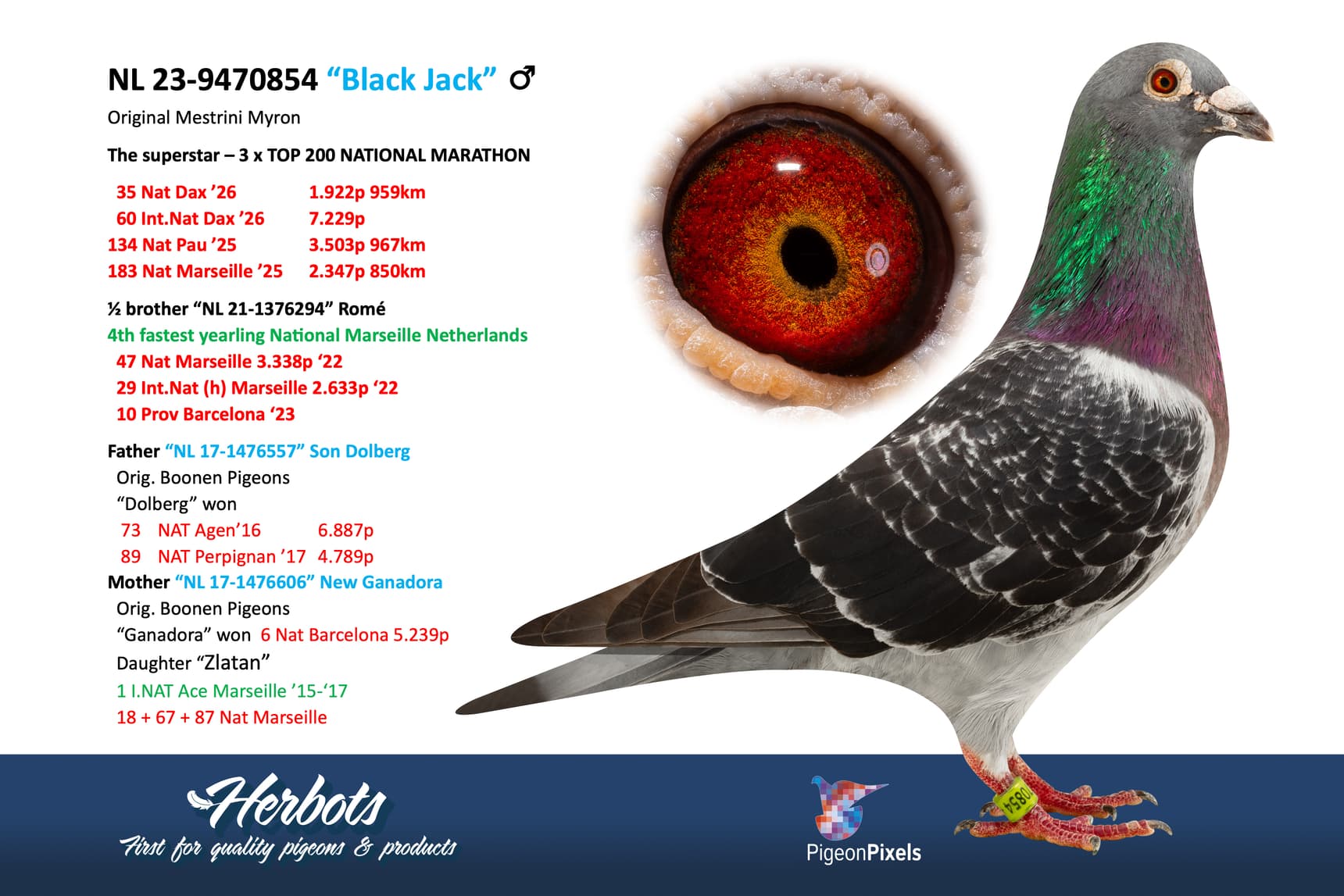 pigeon: undefined