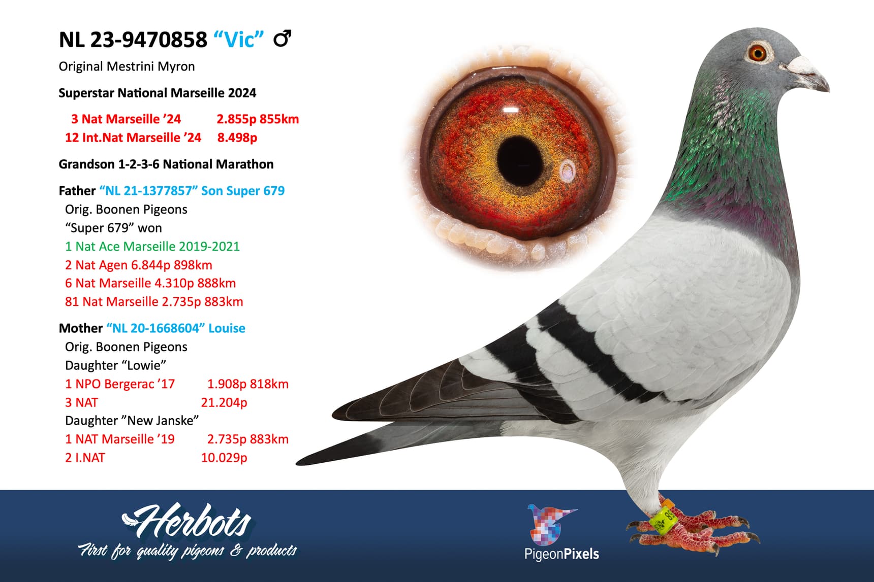 pigeon: undefined