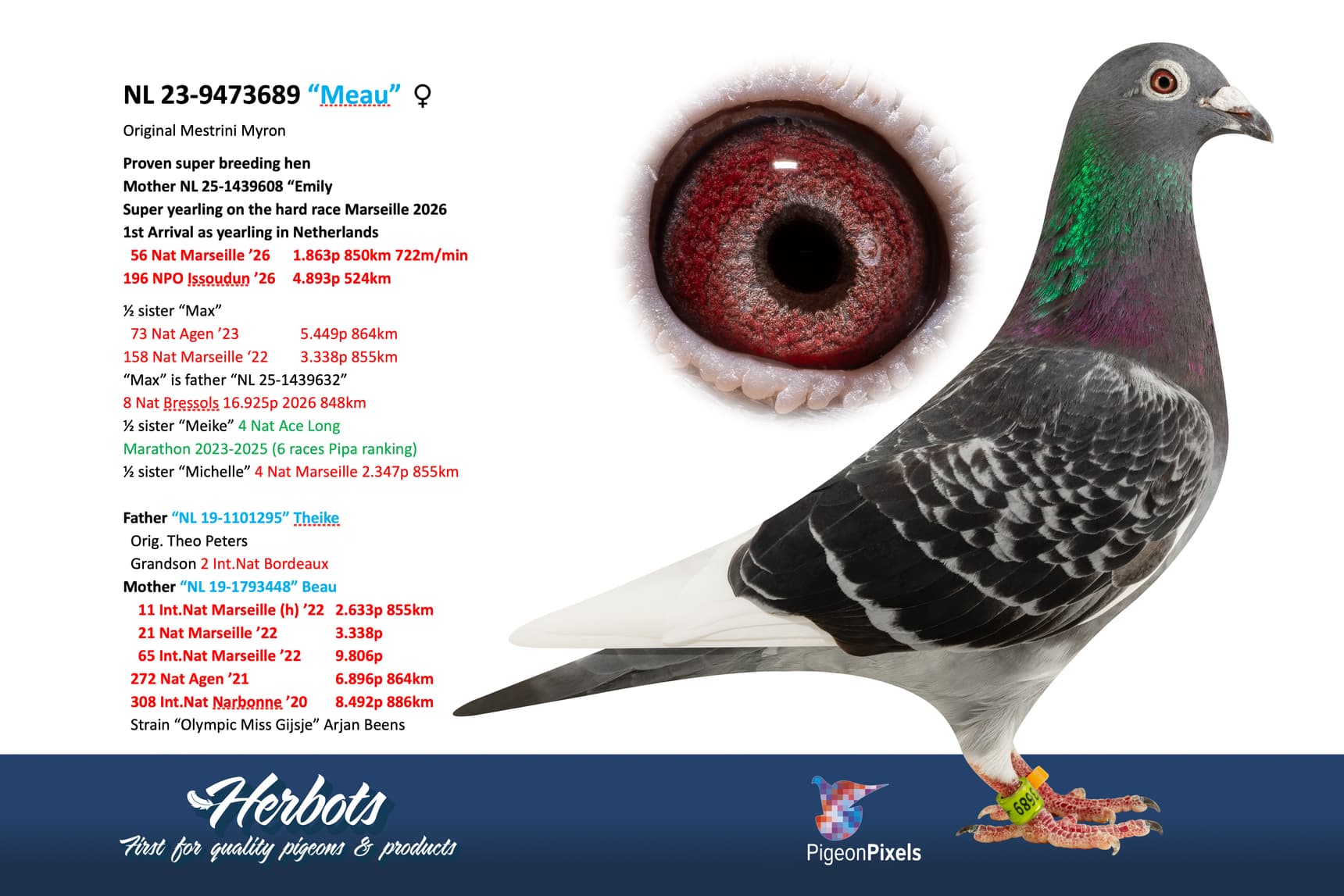 pigeon: undefined
