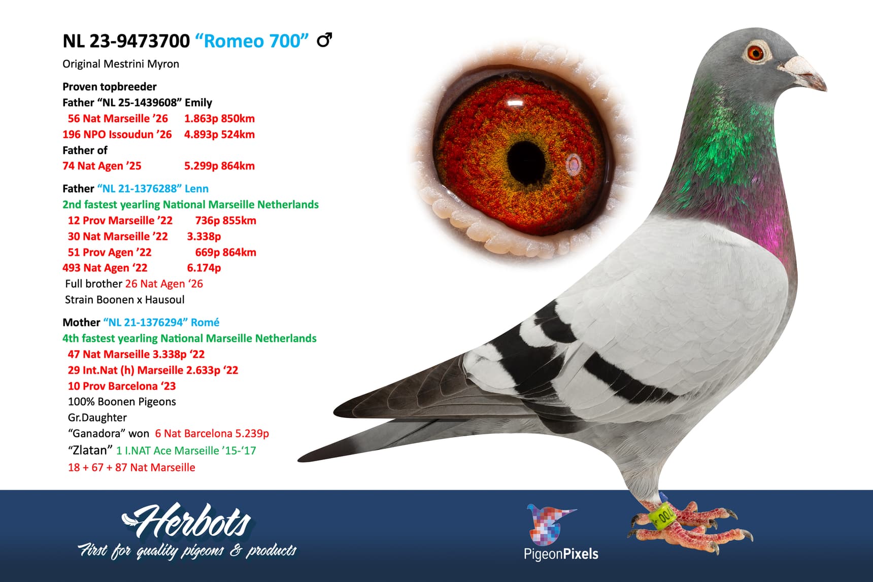 pigeon: undefined