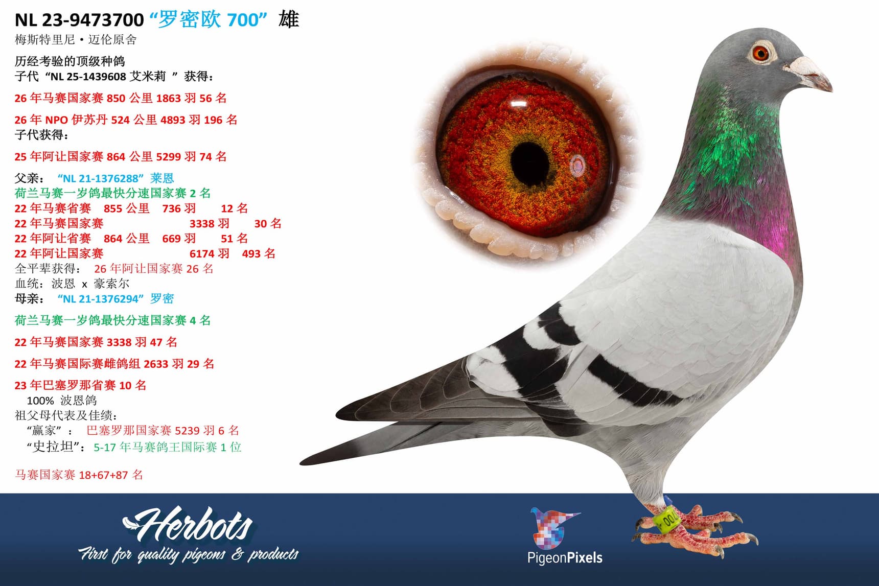 pigeon: undefined