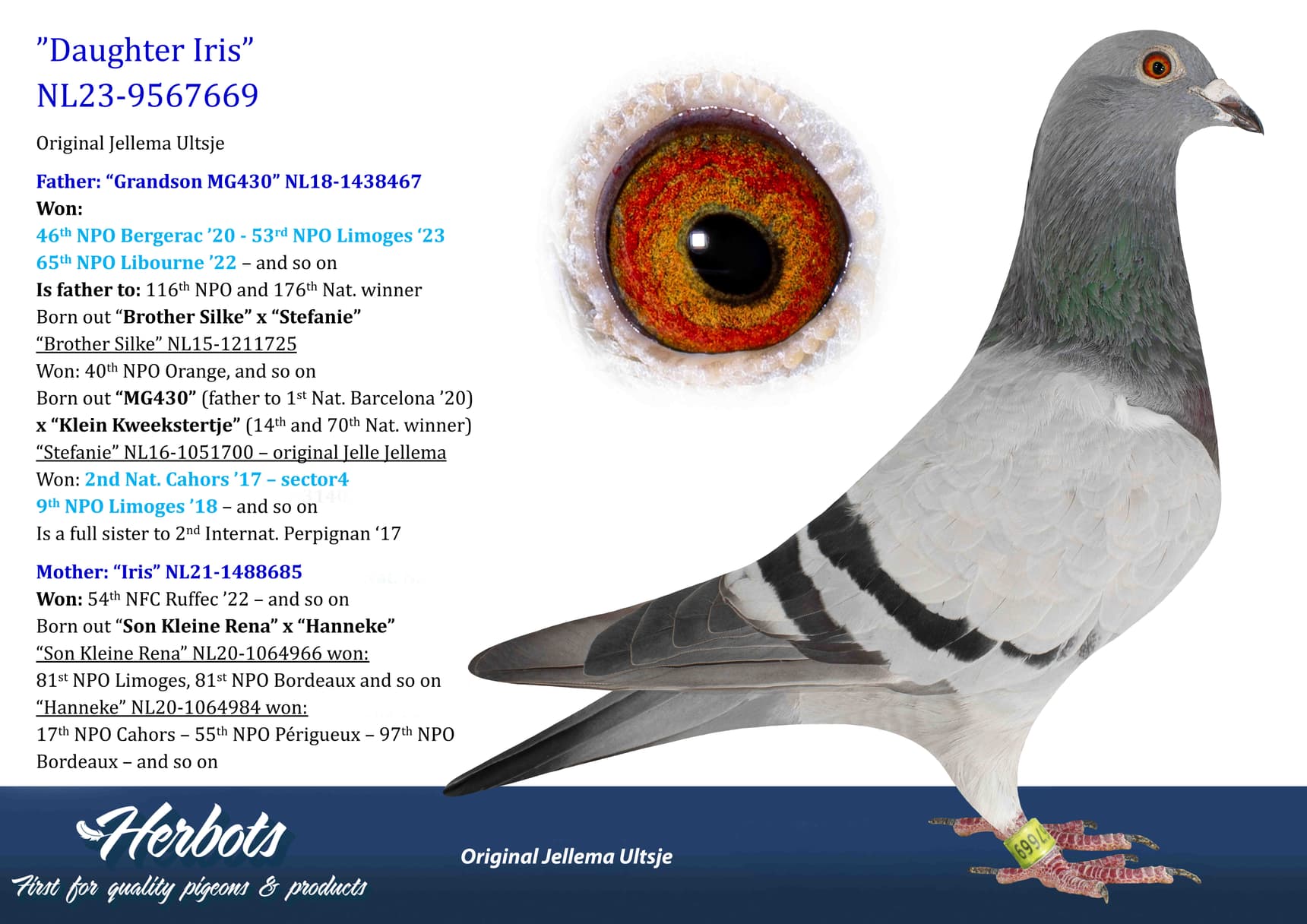 pigeon: undefined