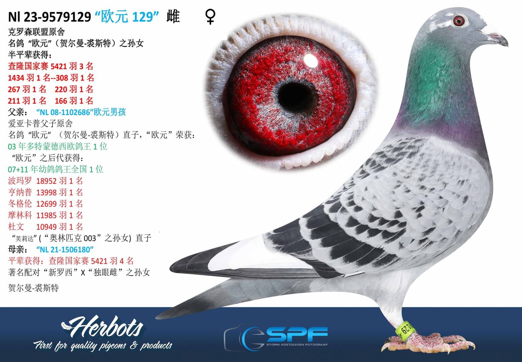 pigeon: undefined