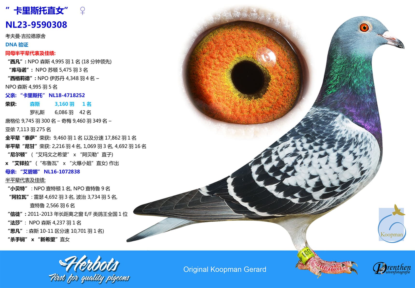 pigeon: undefined
