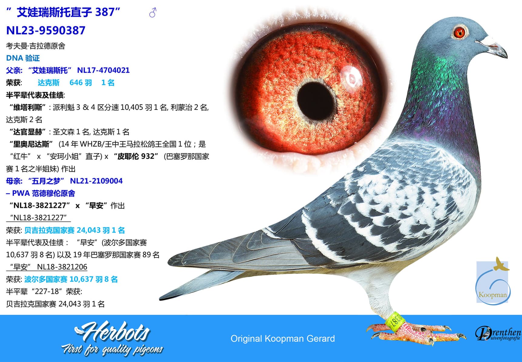 pigeon: undefined