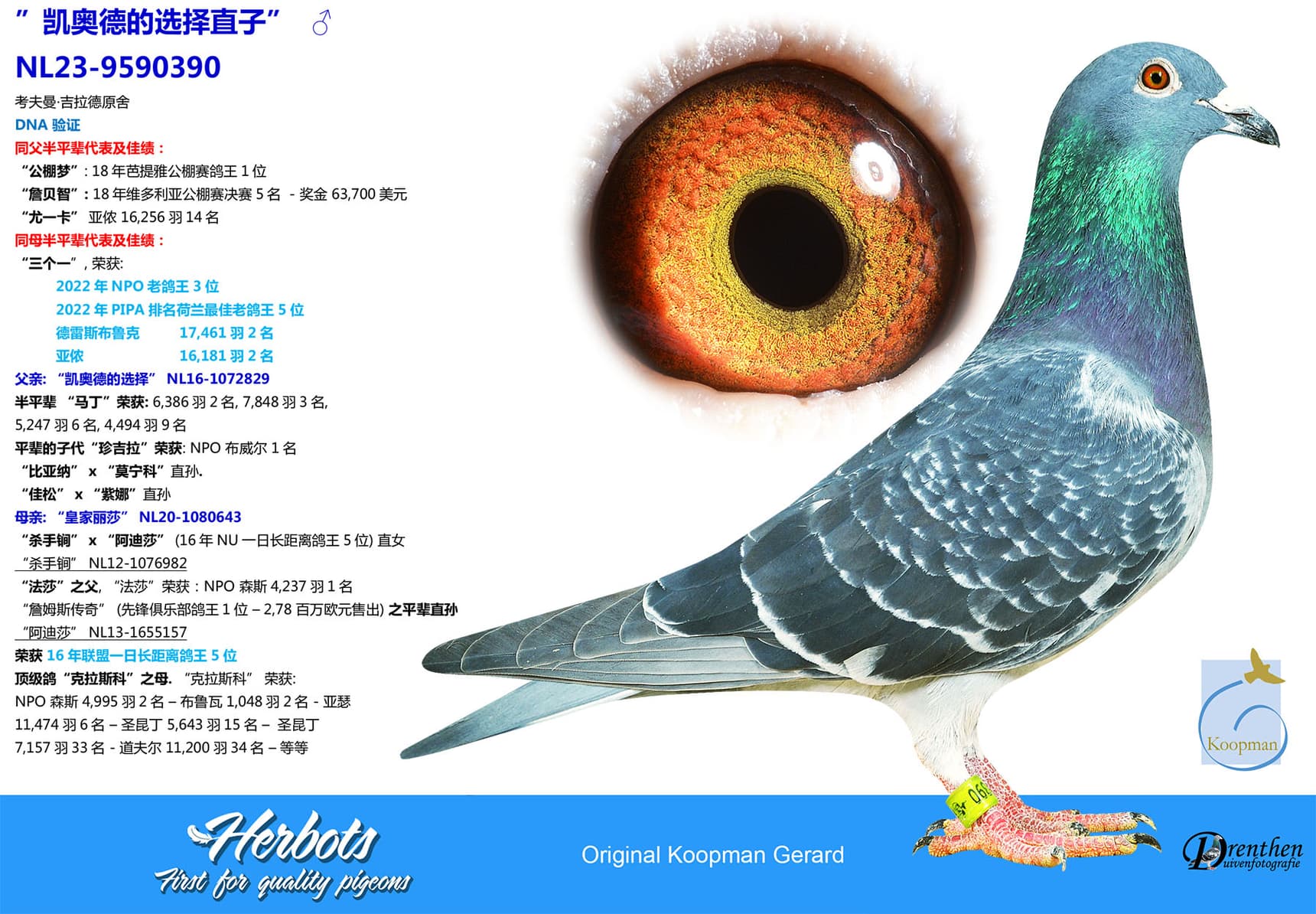pigeon: undefined