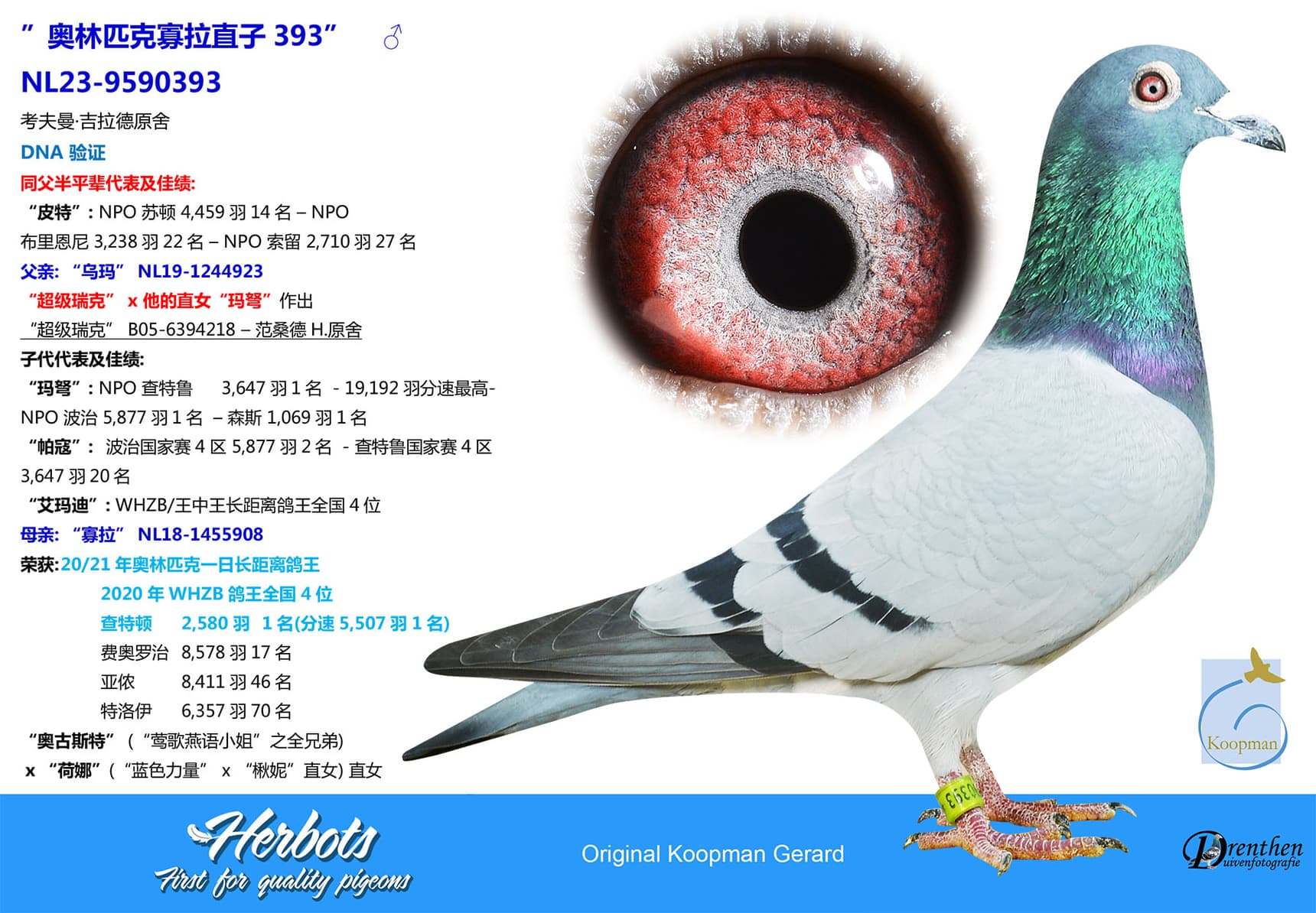 pigeon: undefined