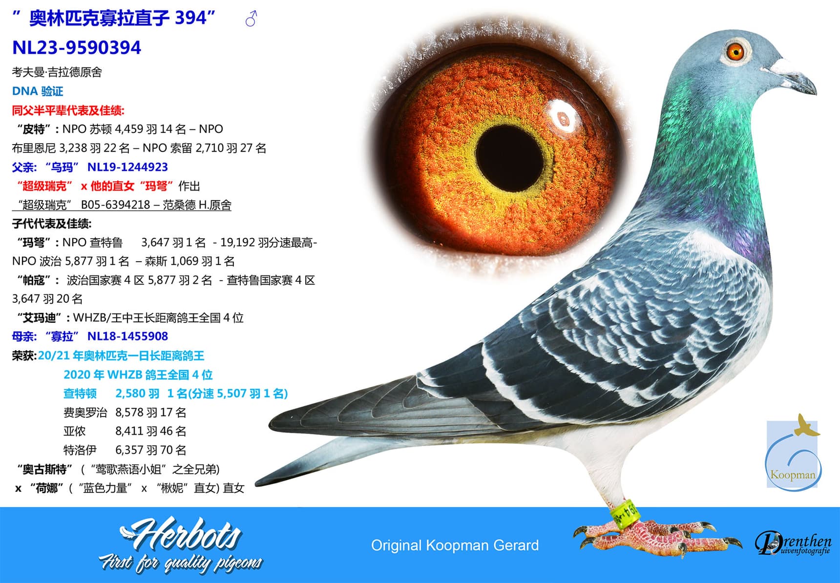 pigeon: undefined