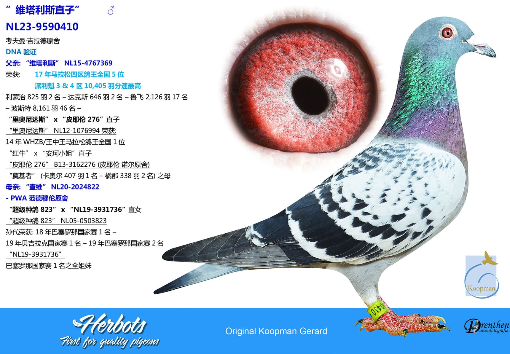 pigeon: undefined