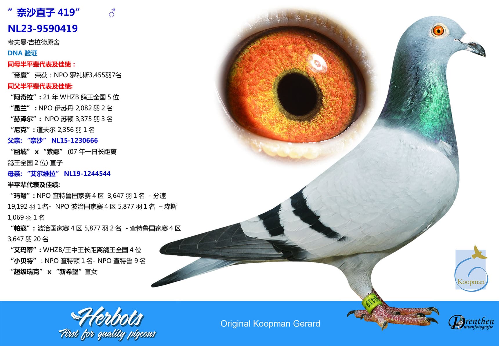 pigeon: undefined