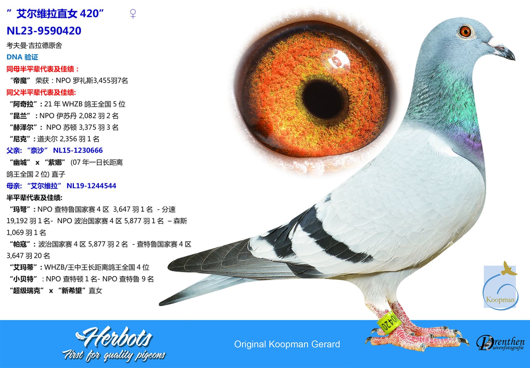 pigeon: undefined