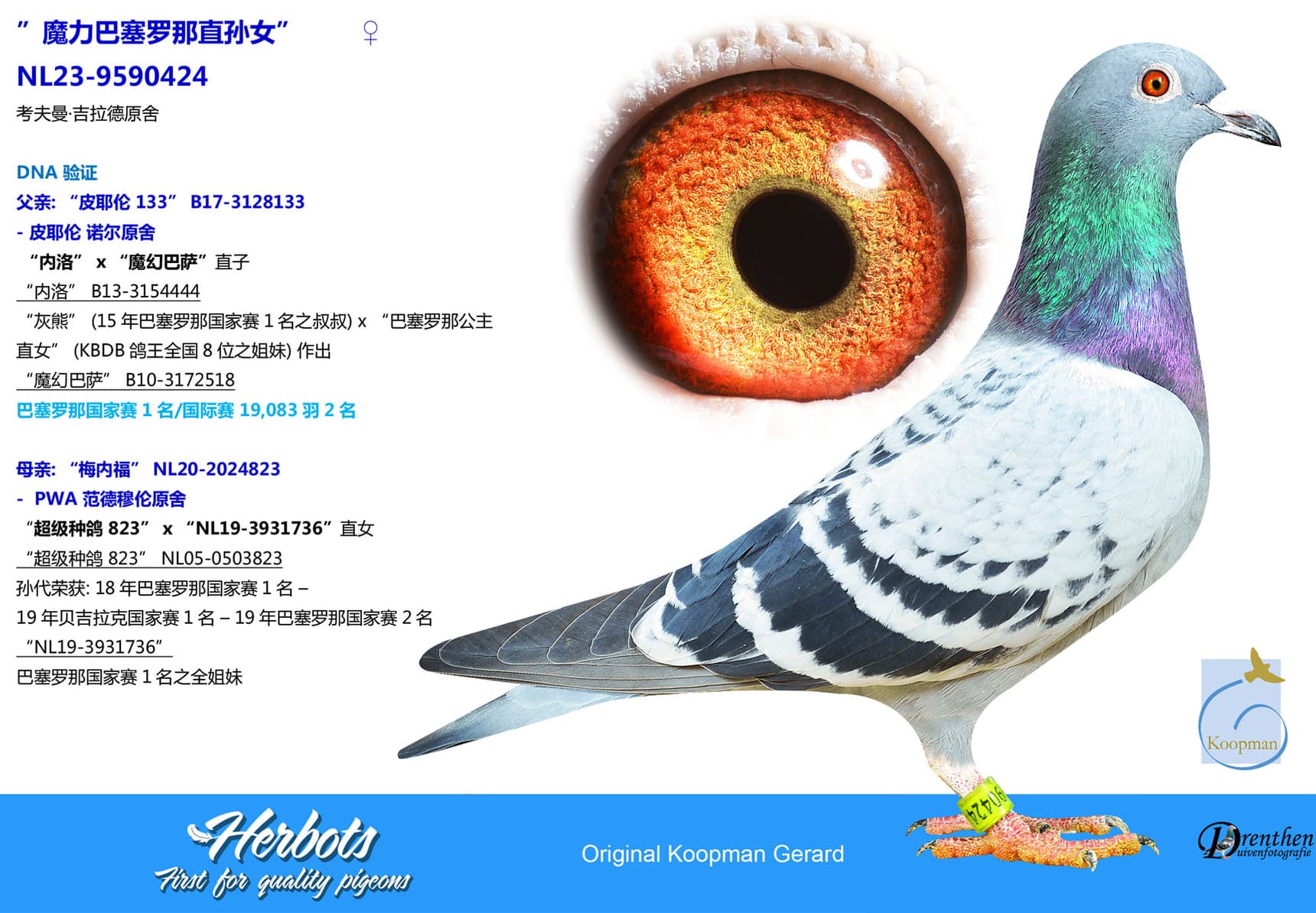 pigeon: undefined
