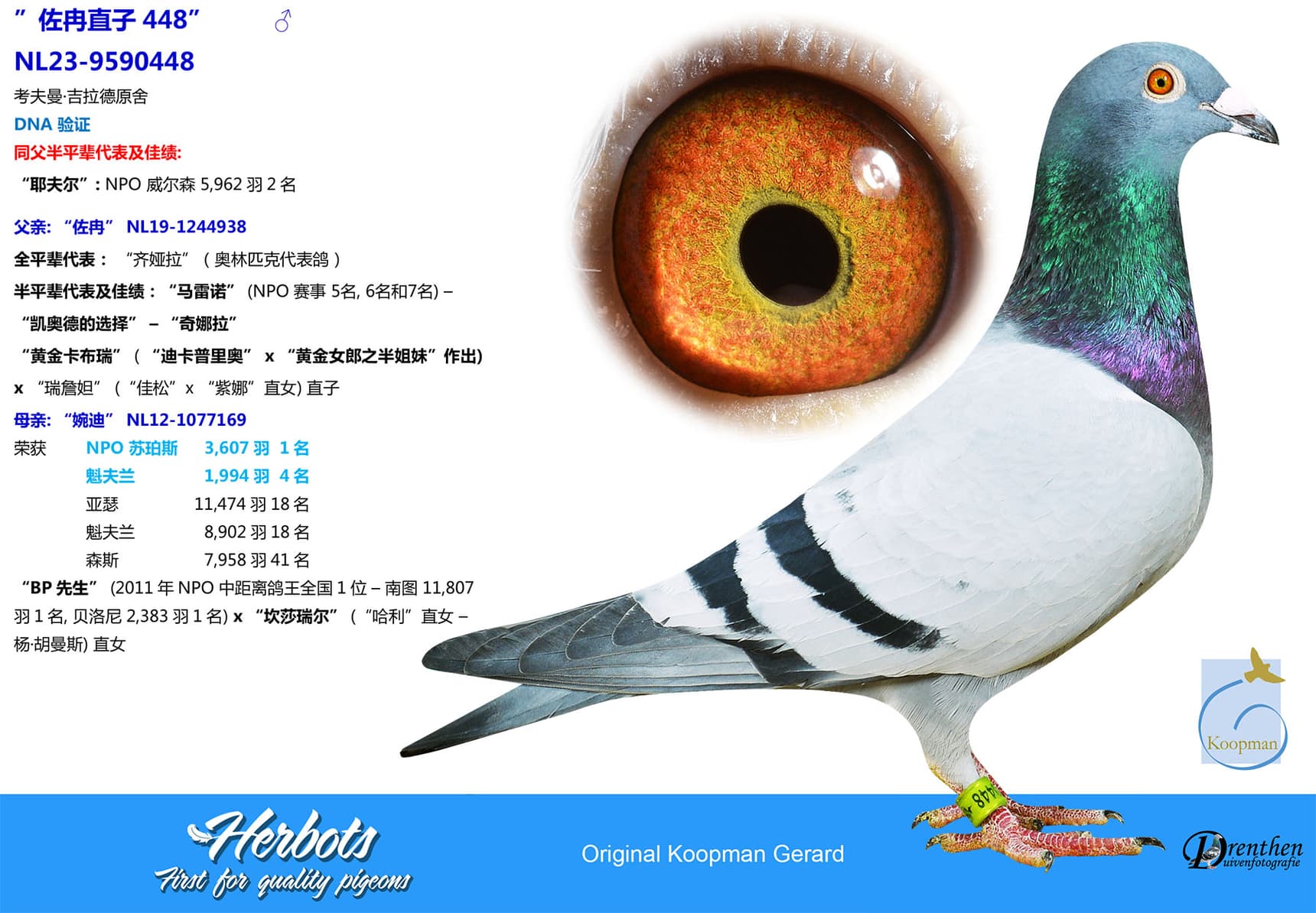 pigeon: undefined