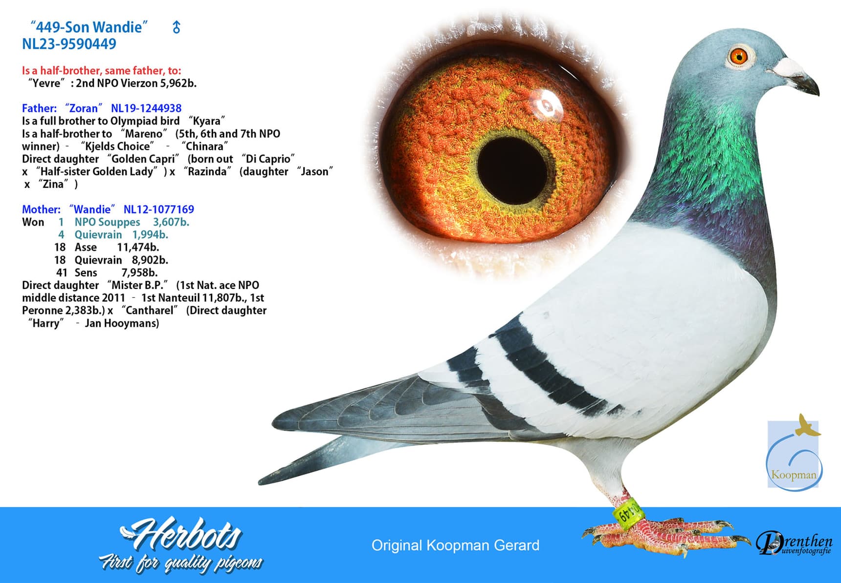 pigeon: undefined