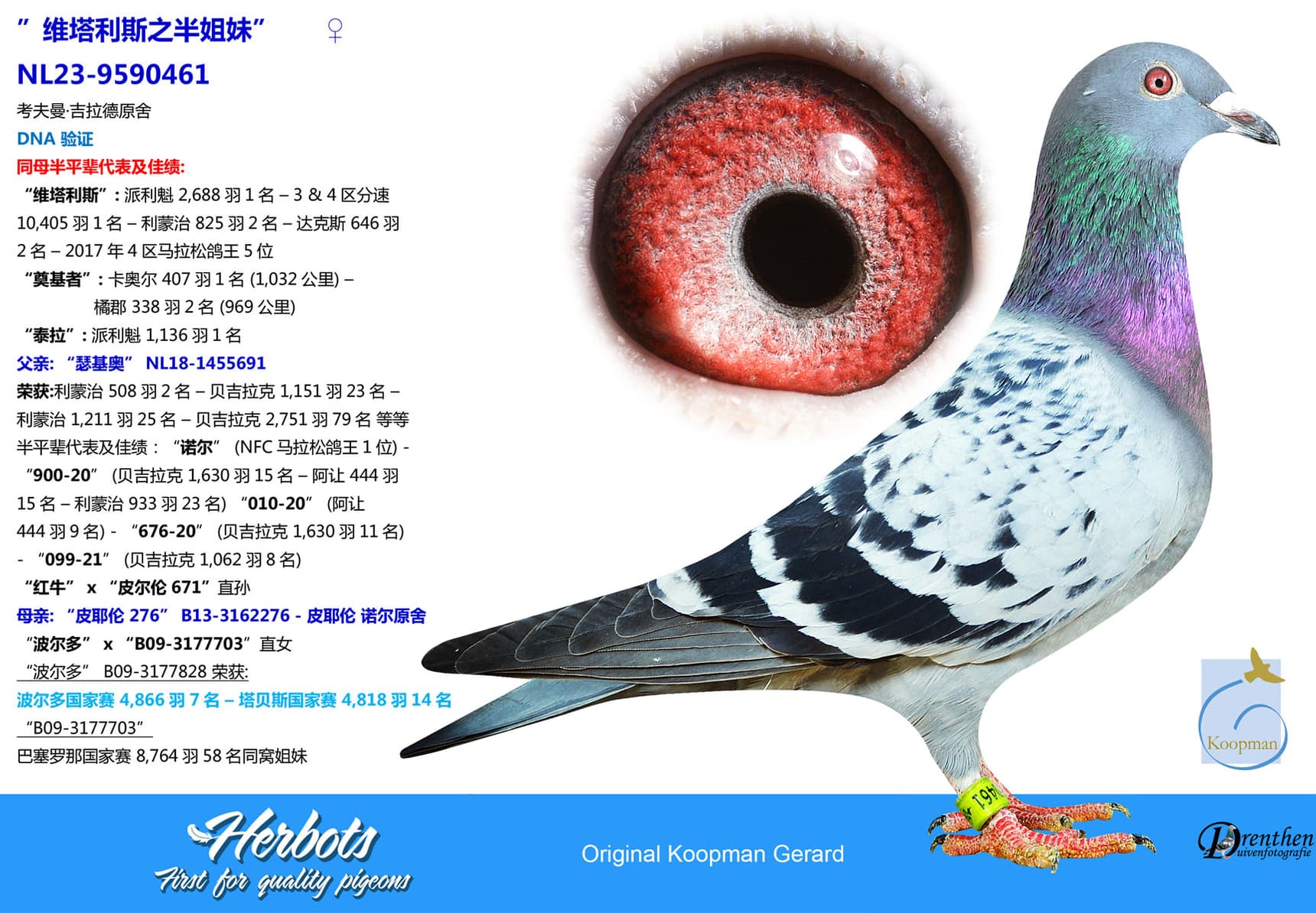 pigeon: undefined
