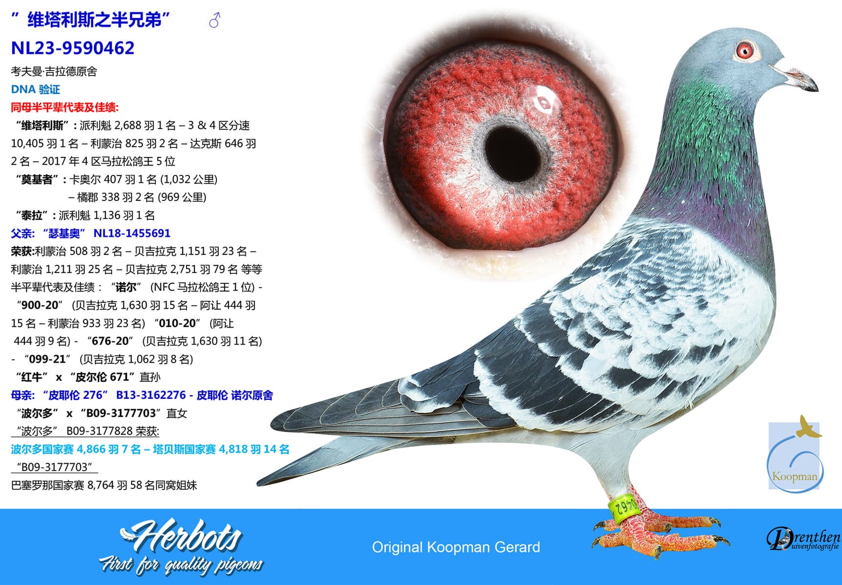 pigeon: undefined
