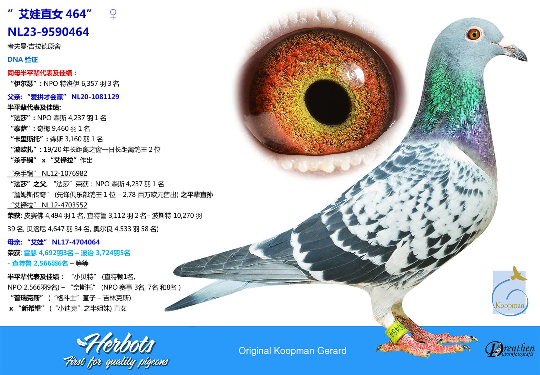 pigeon: undefined