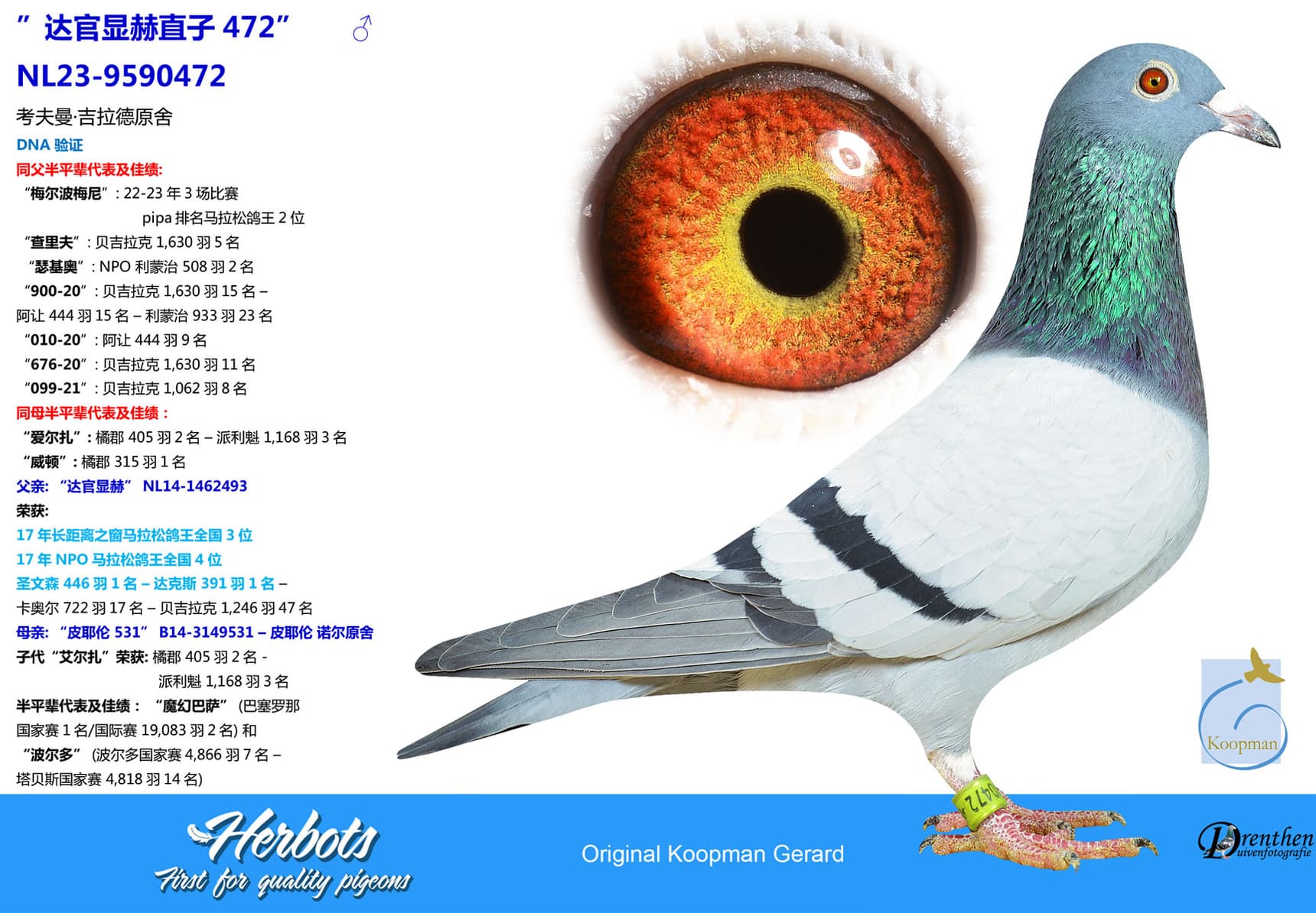 pigeon: undefined