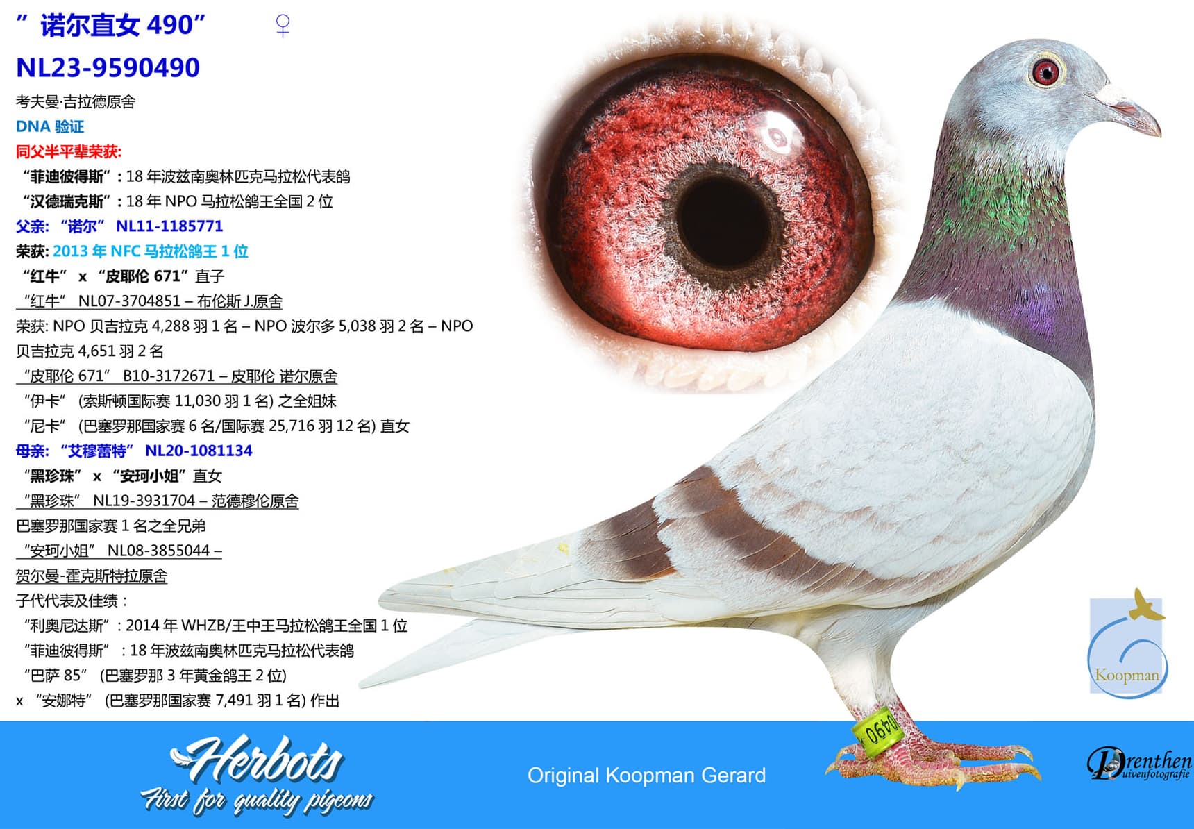 pigeon: undefined