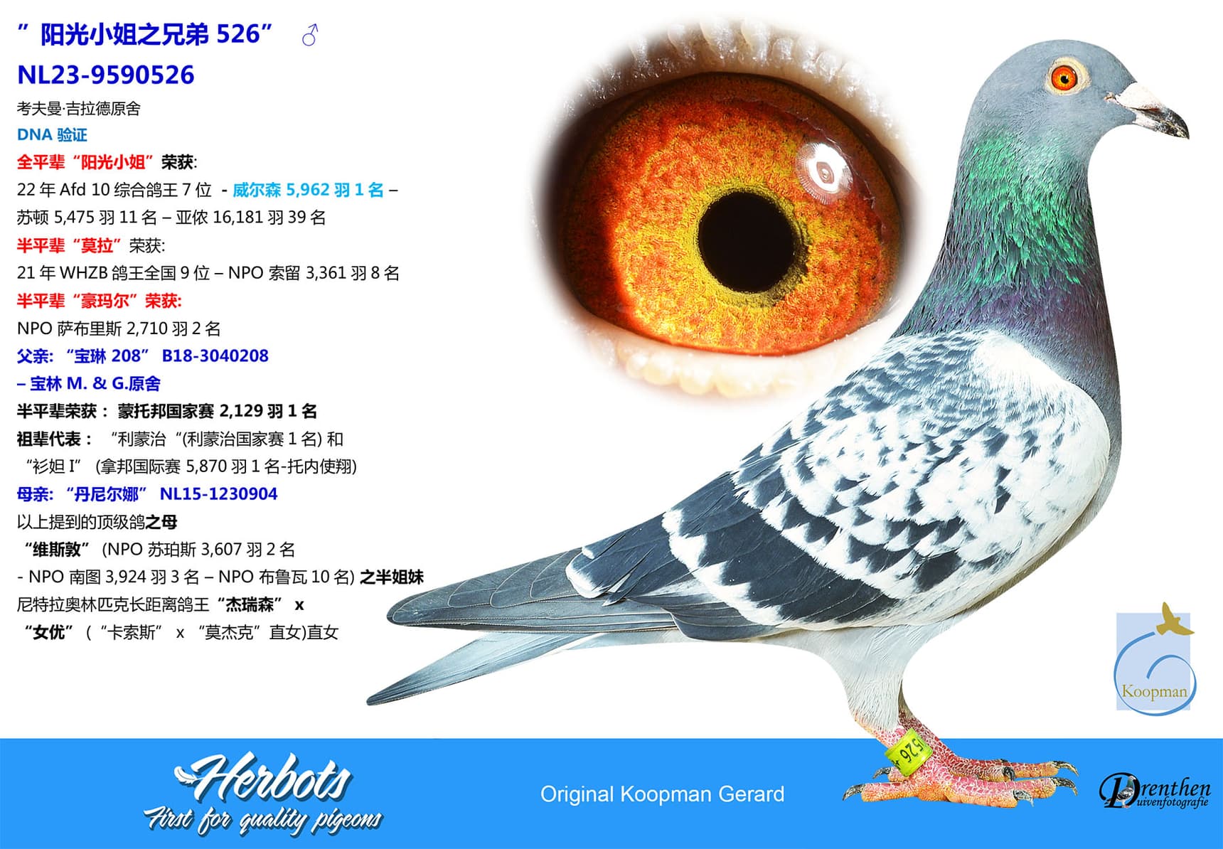 pigeon: undefined